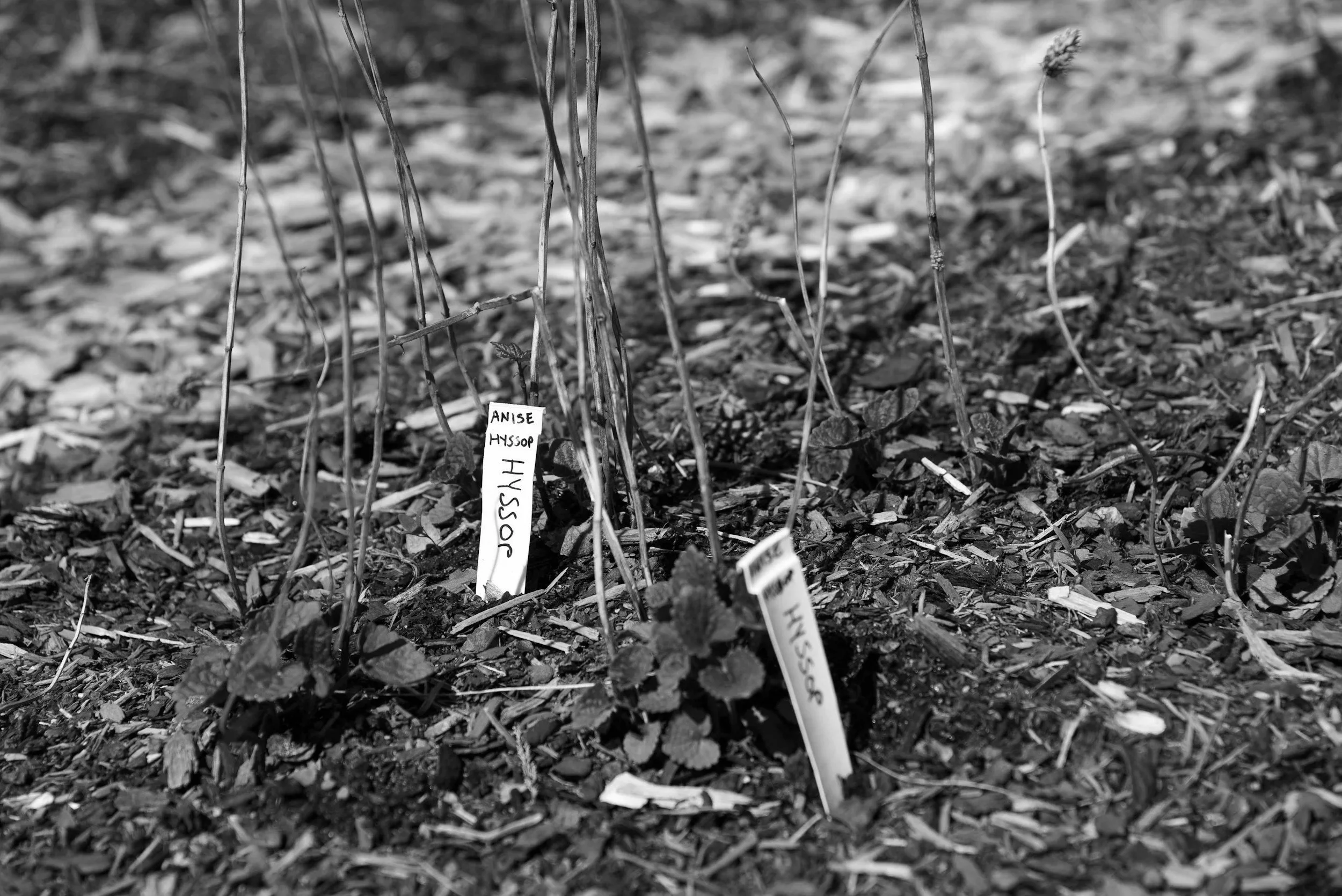 Young plants with tags labeled 'Anise', 'Hyssop', and 'Jossiah' growing in soil with mulch in a garden.