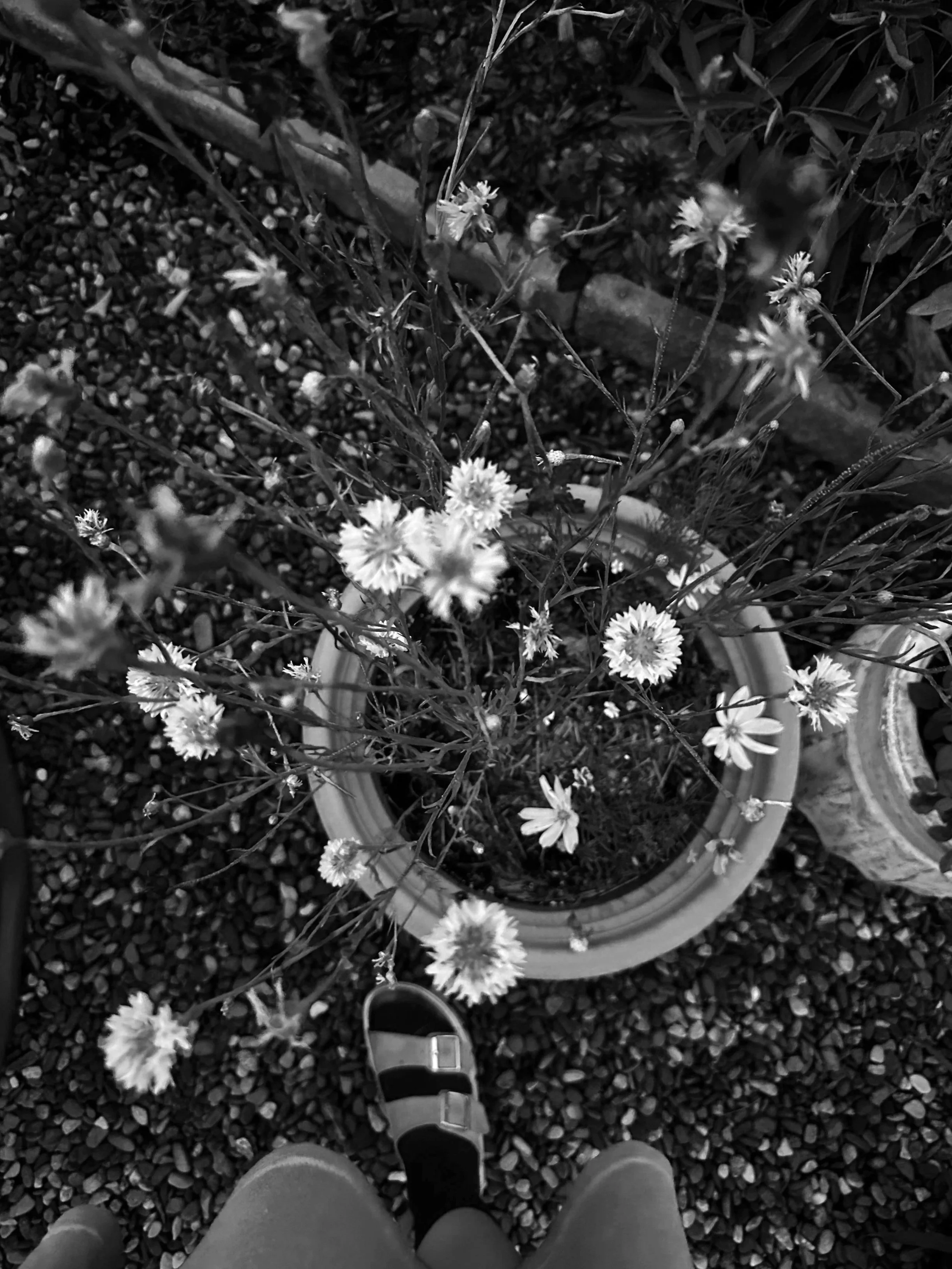 A top-down black and white photo of a flower pot with blooming flowers, a person's feet in sandals, and gravel ground.