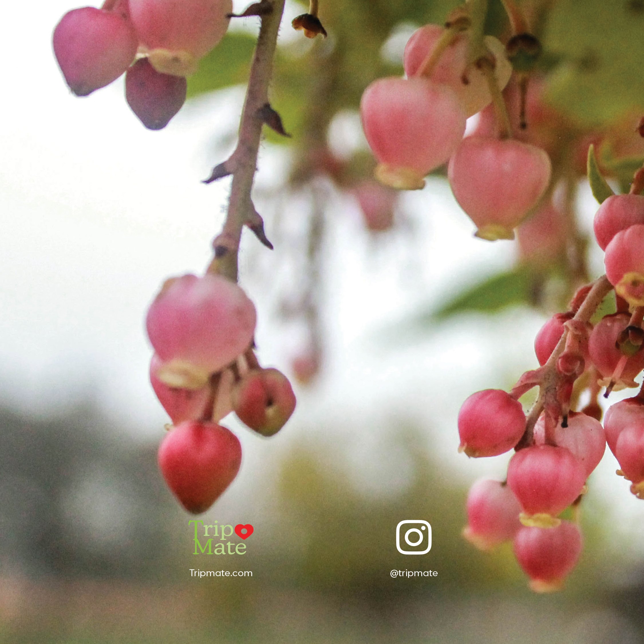 Nouran Badawy |
Green Spaces Booklet |
Indesign |
2025 |
7x7