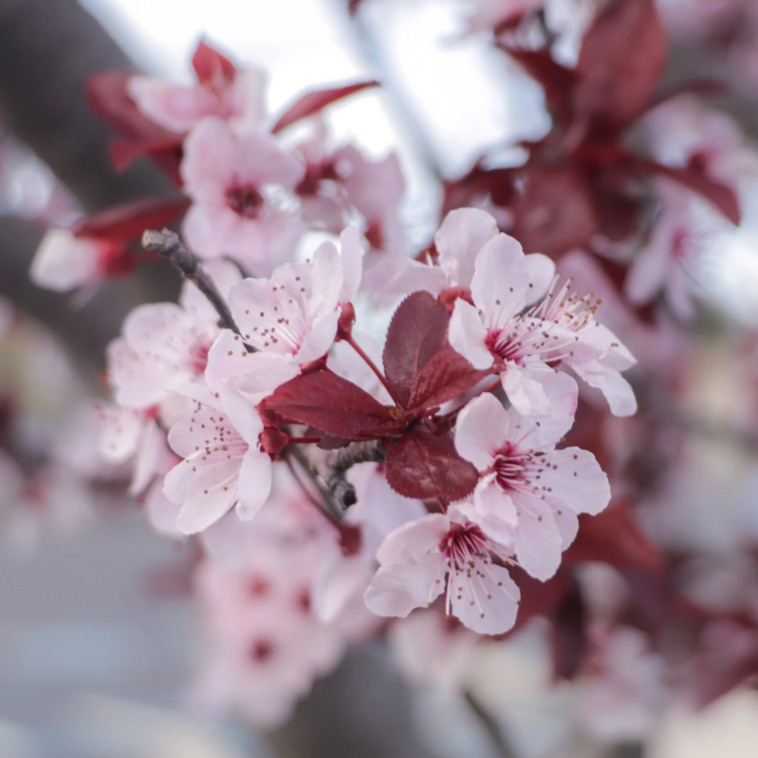 cherry blossoms edit 1.jpg