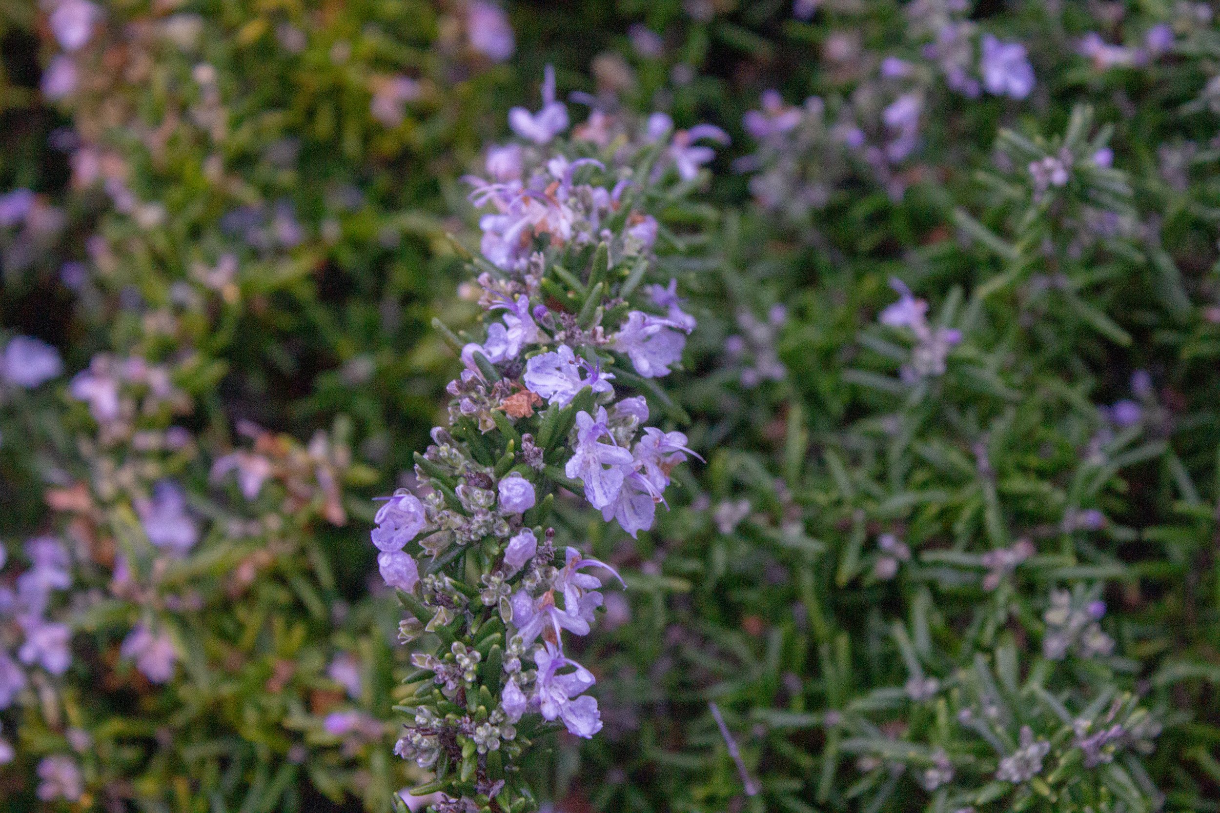 flower edit 1.jpg