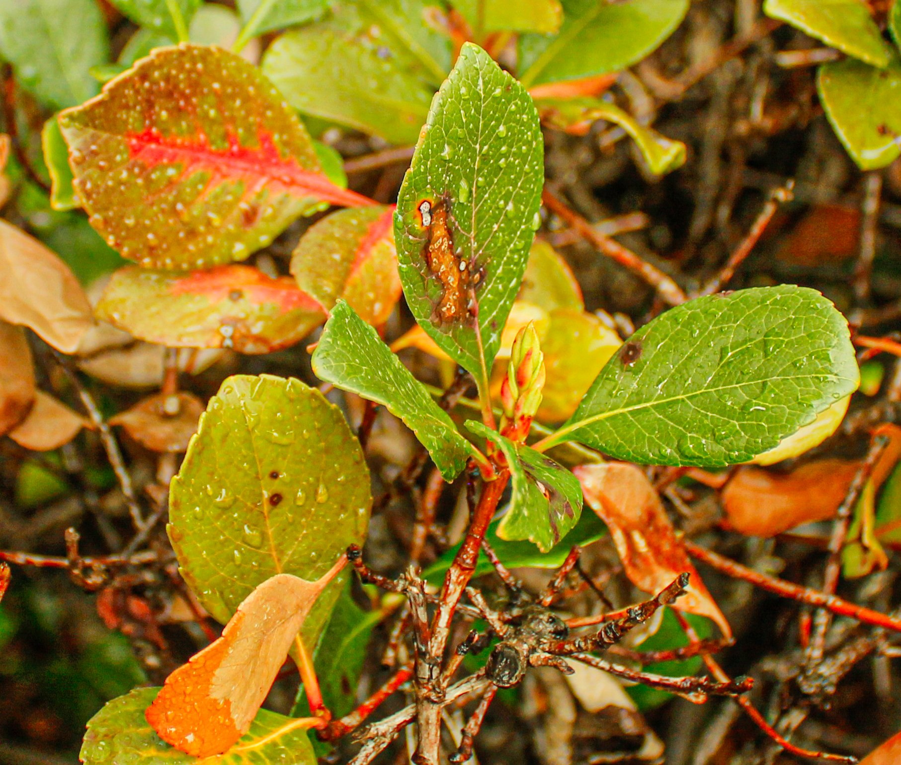 leaves edit 1.jpg