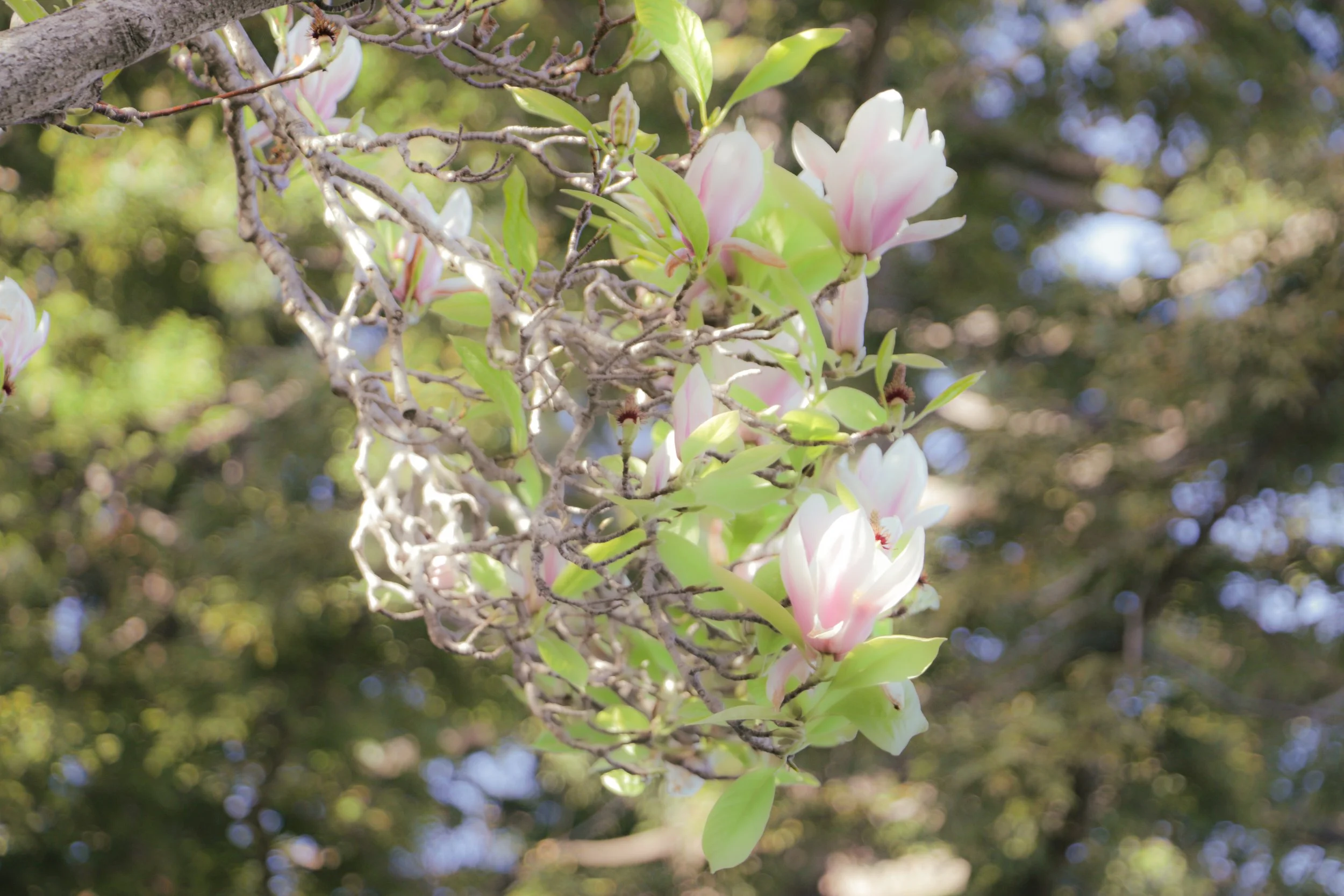 magnolia edit 1.jpg