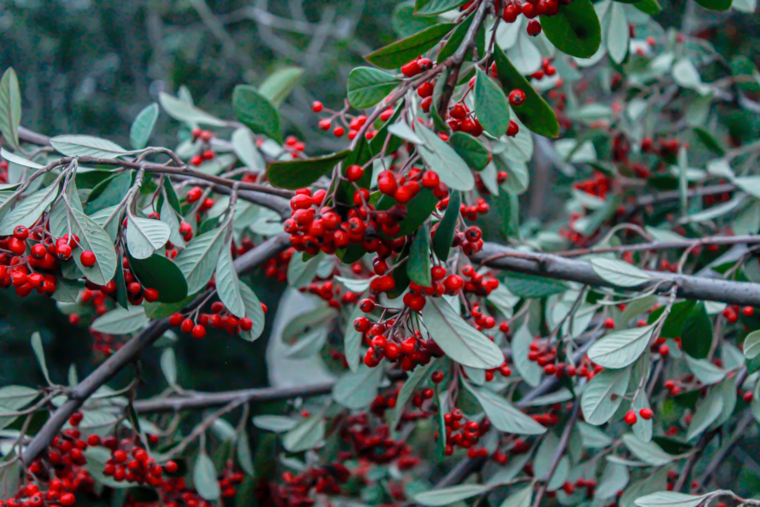 berries.jpg