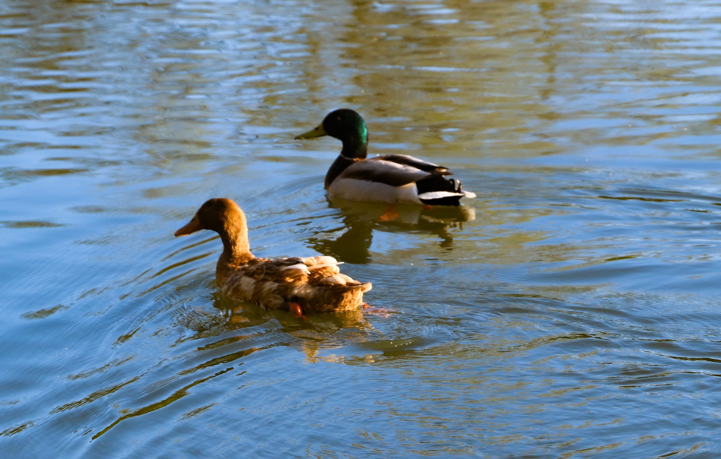 cutie patootie ducks edit 1.jpg