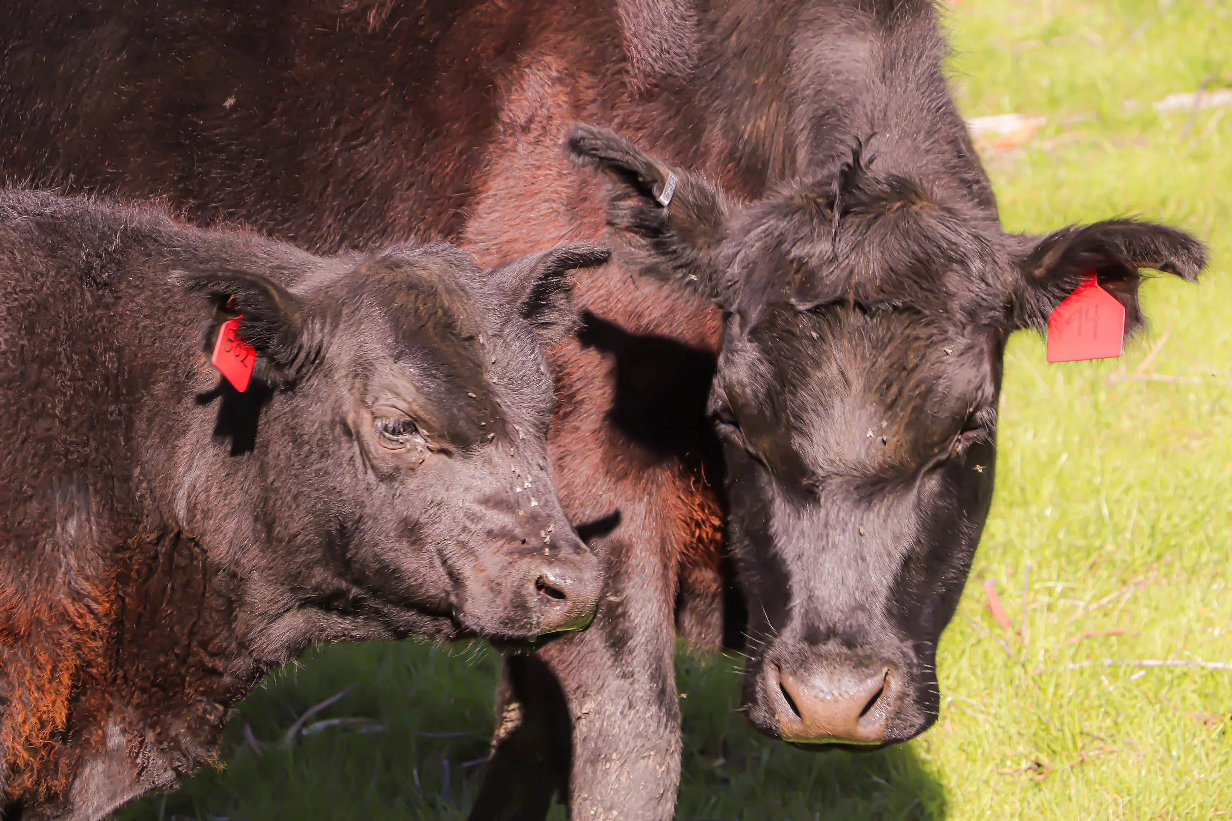 mama cow + baby cow edit 1.jpg