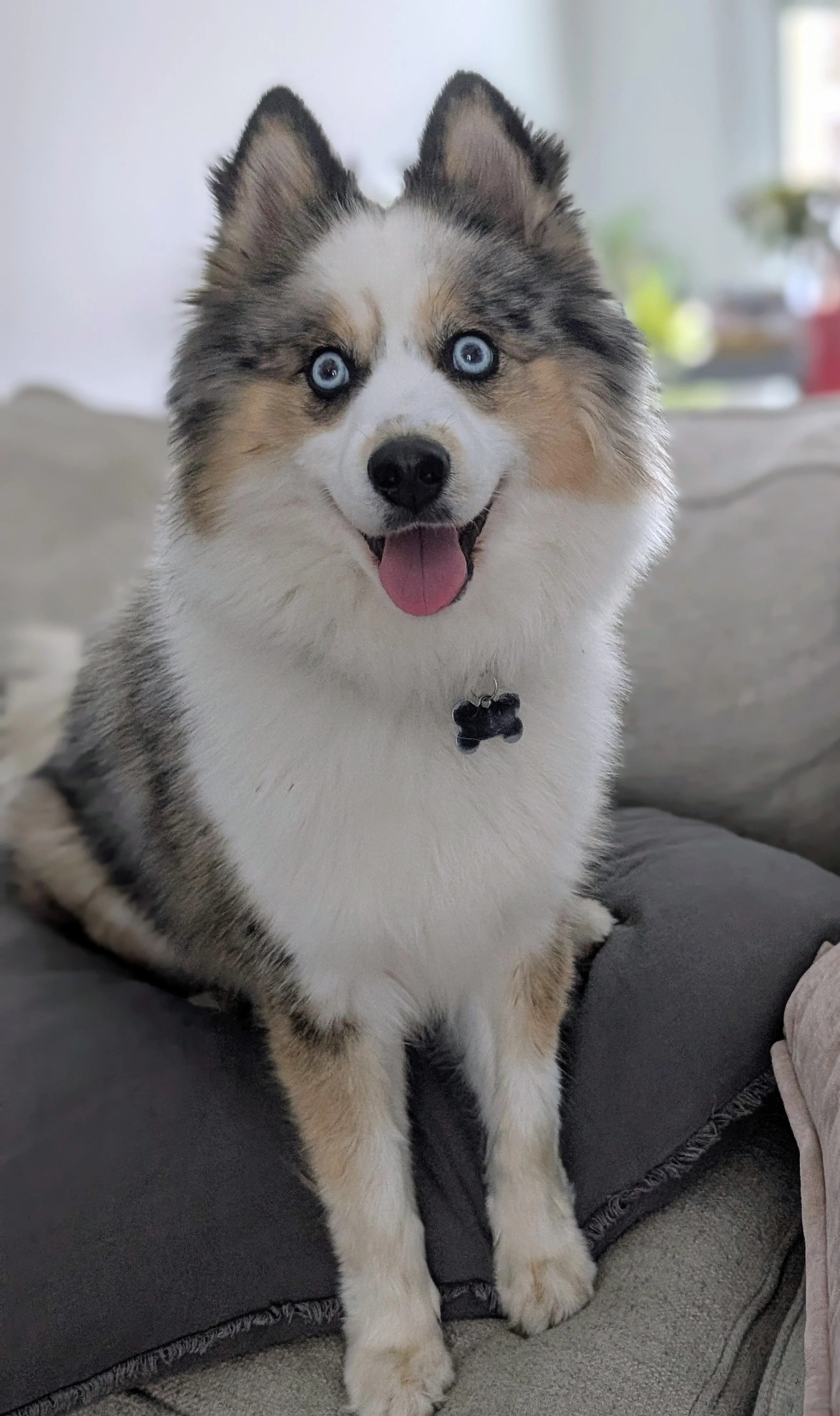 Carmy the Pomsky therapy dog at Balancing Mindsets in Whitehall Michigan