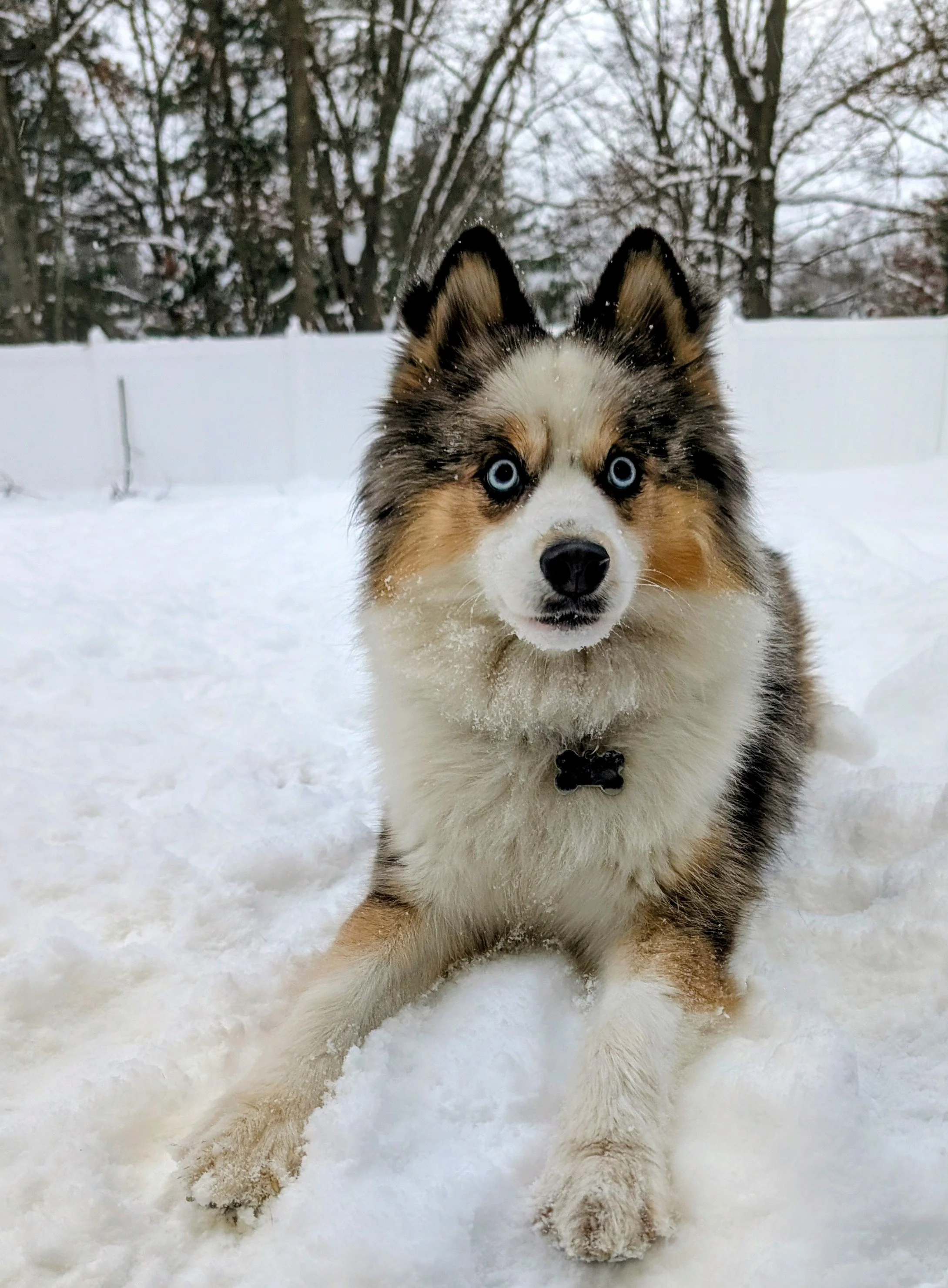 Balancing Mindsets resident therapy dog, Carmy!