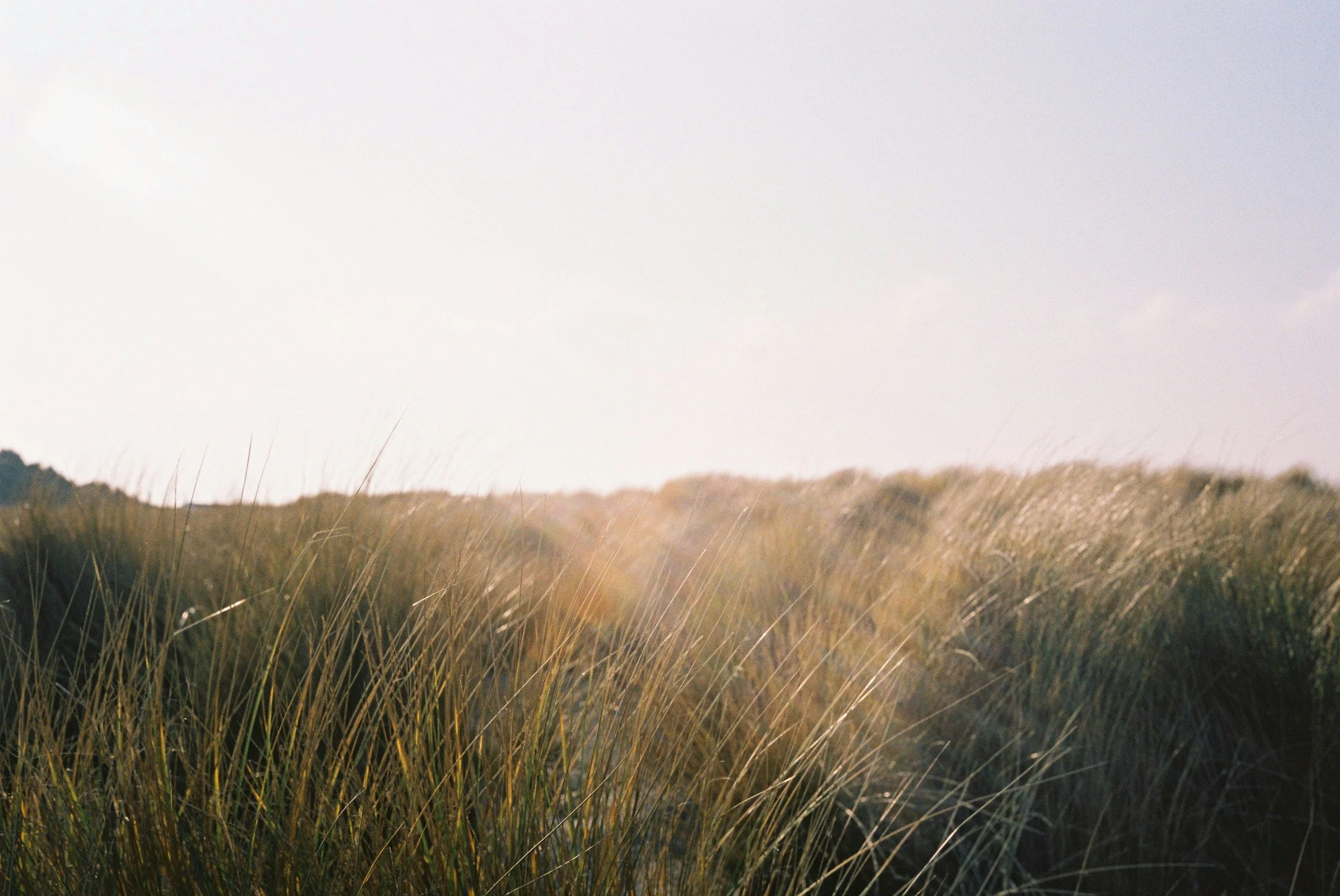 Tall grass in a field with soft sunlight over a horizon with a clear sky.