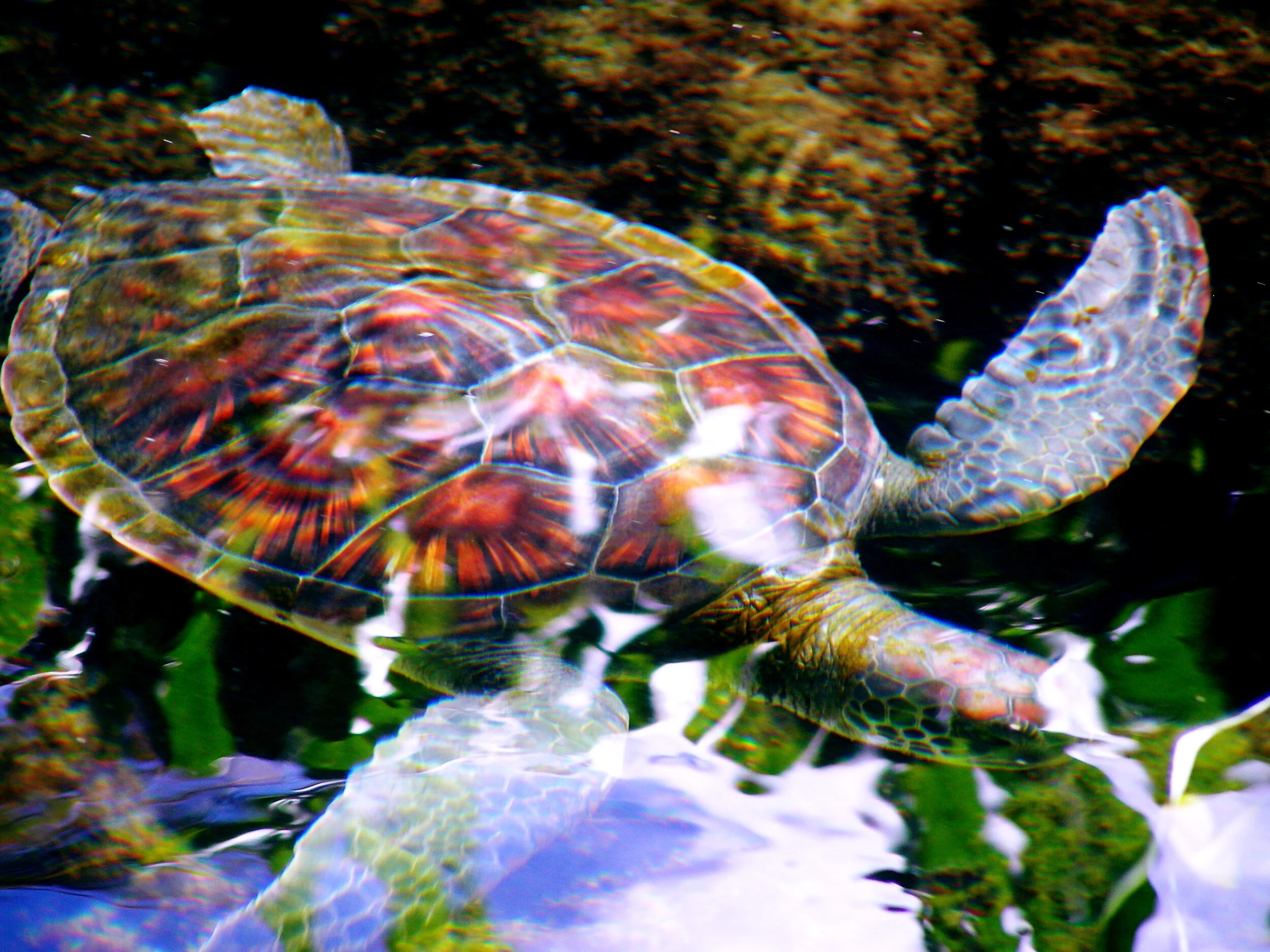 Turtle.jpg