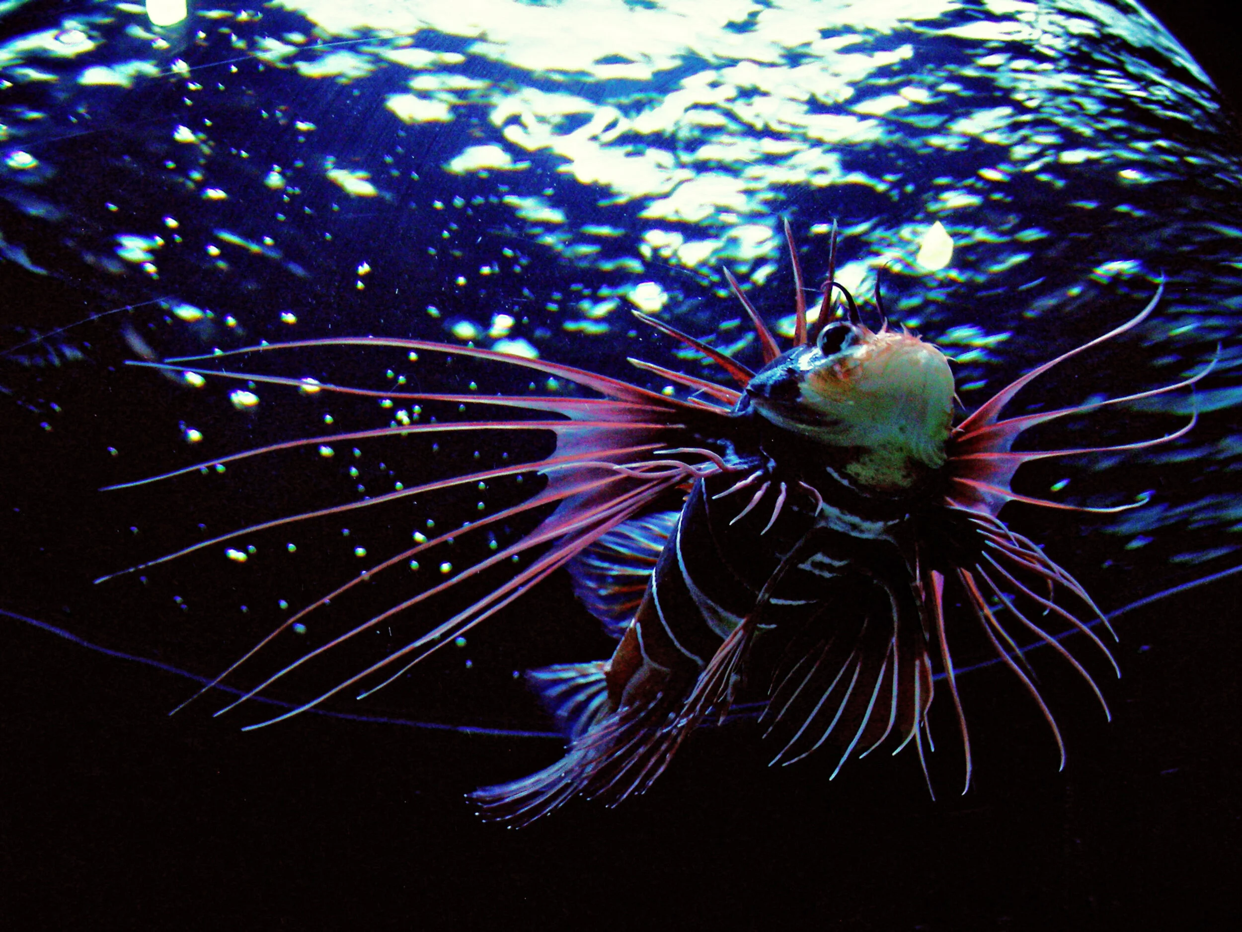 Lion Fish.jpg