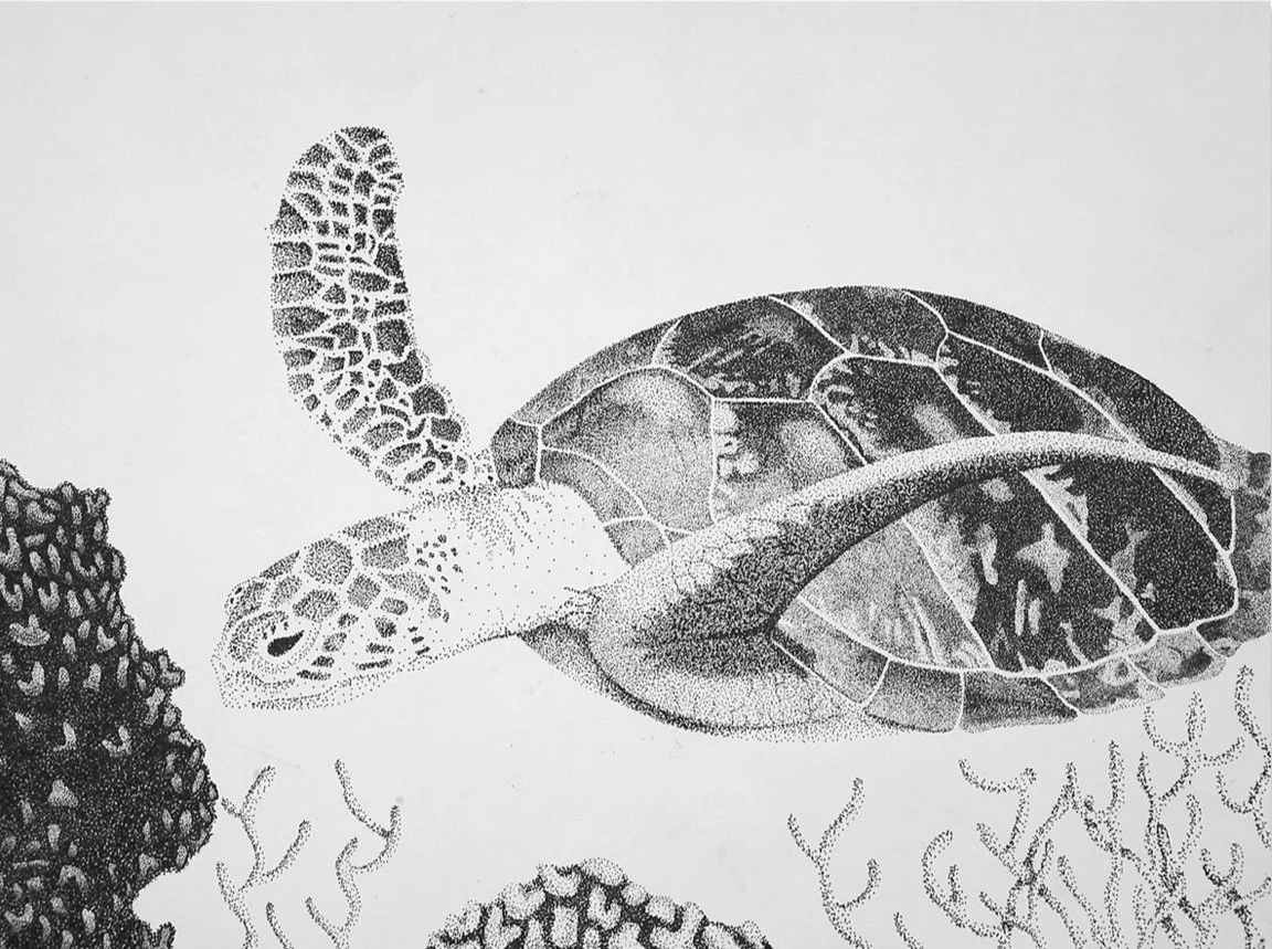 Detailed black and white illustration of a sea turtle swimming above coral reefs.