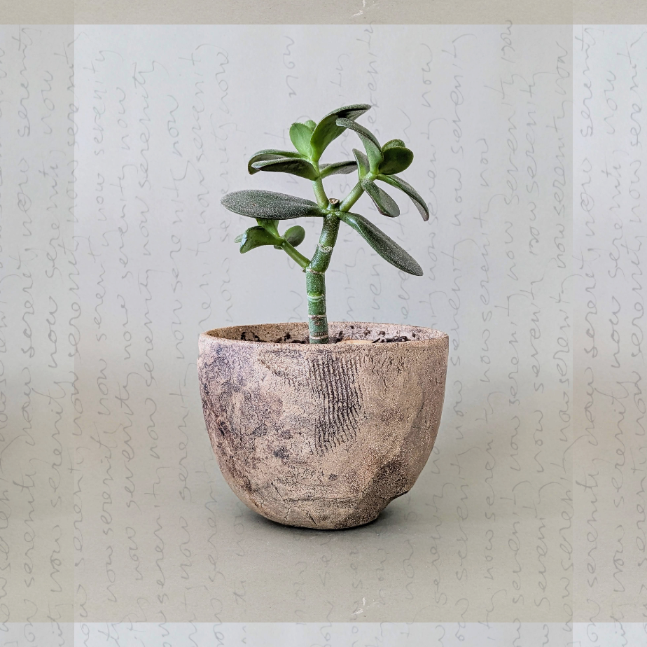 Small green succulent plant in a round, textured clay pot