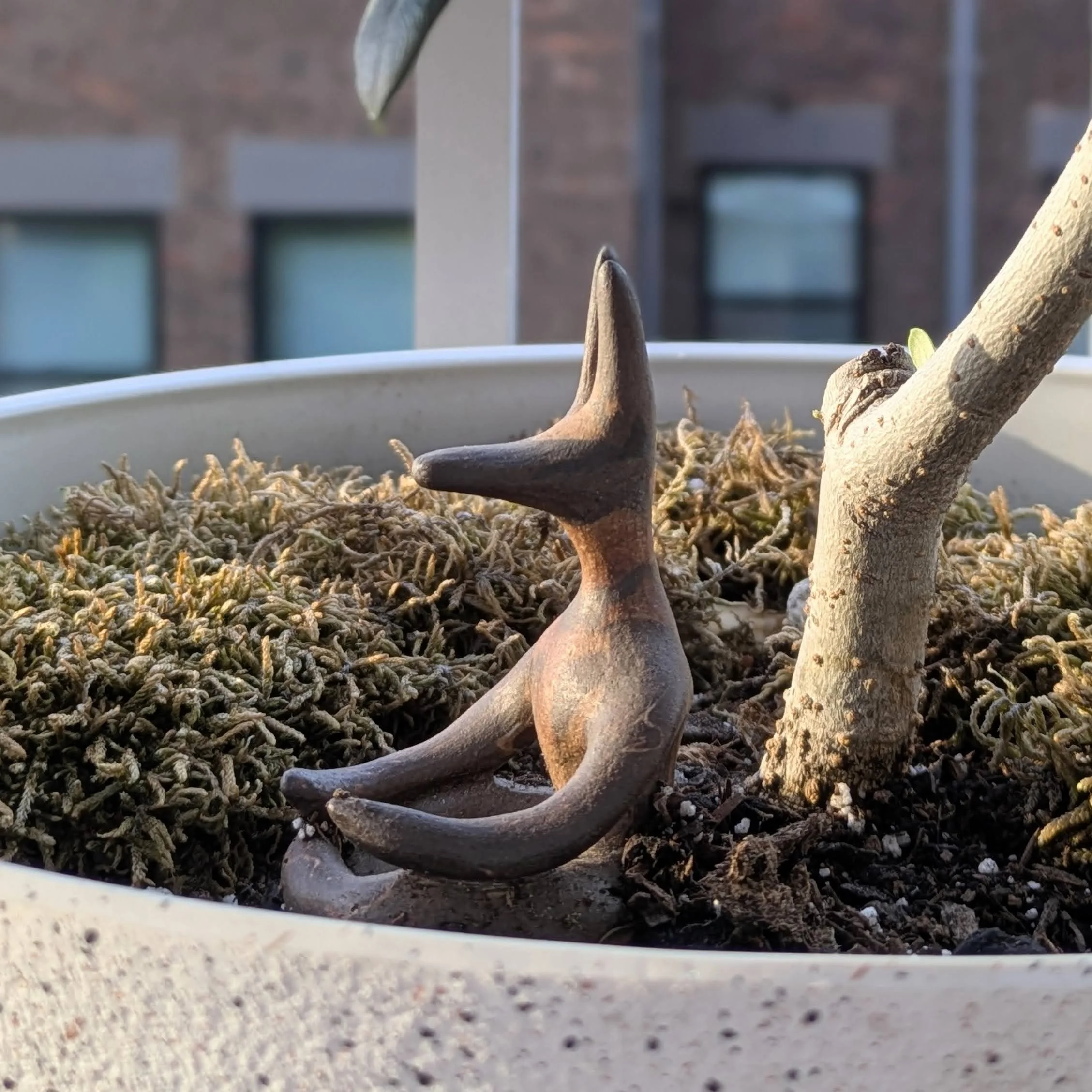 Close-up image of a small succulent plant in a white pot placed outdoors on a surface. The plant has thick, gray-green leaves and nearby is a dry tree branch. In the background, there are blurred buildings with multiple windows.