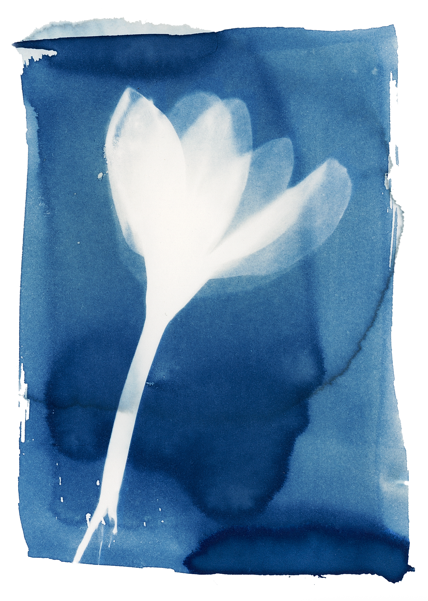 Crocus Cyanotype 5x7" Print