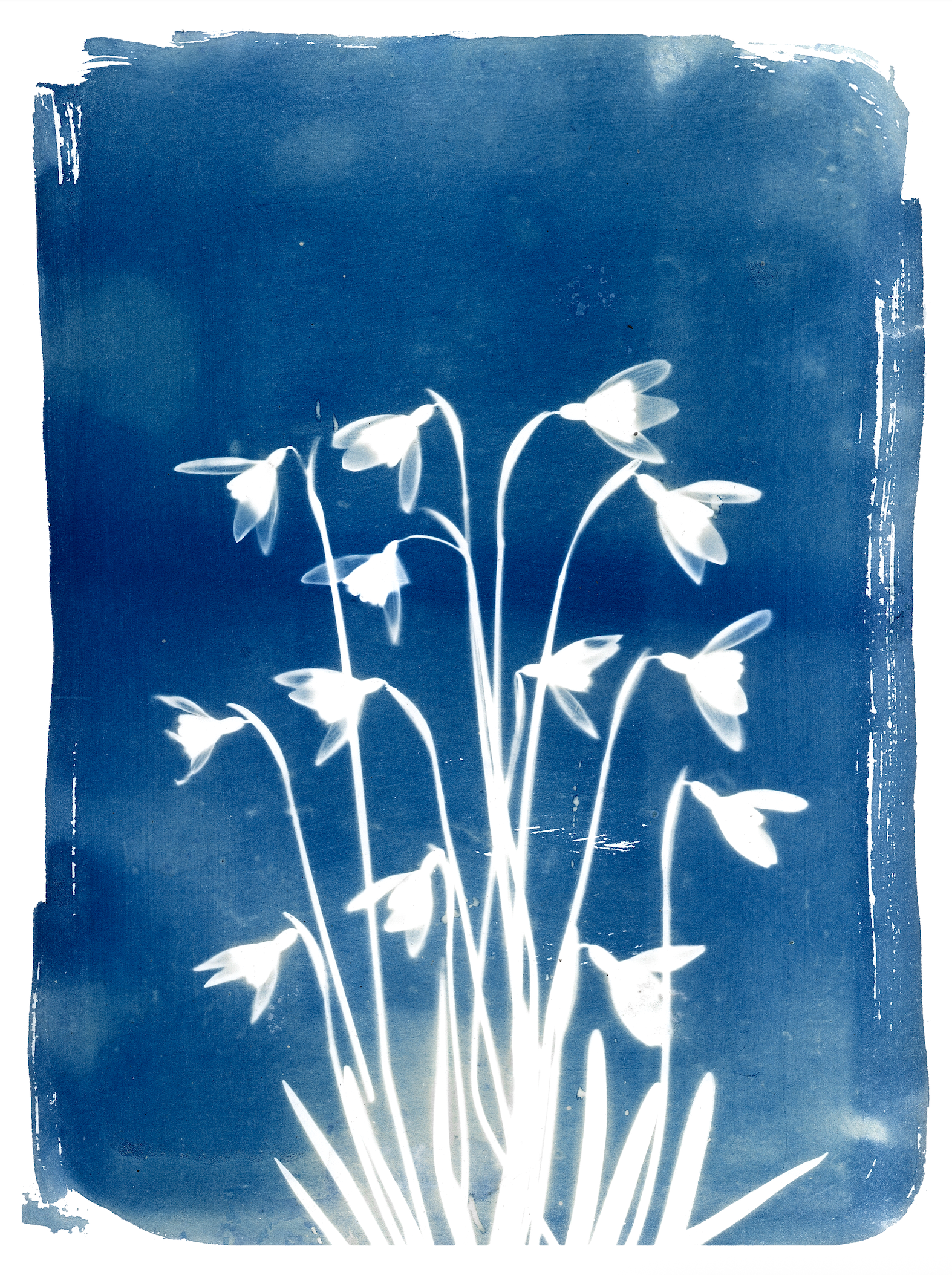 Snowdrop Cyanotype 9x12" Print
