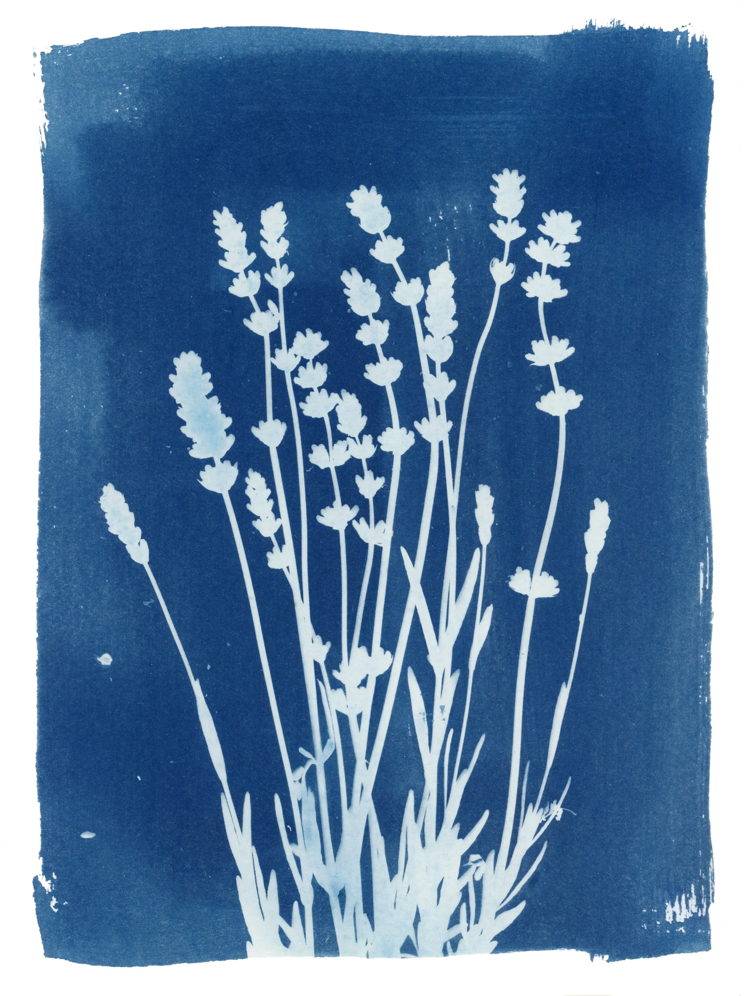 Custom Original Cyanotype Deposit
