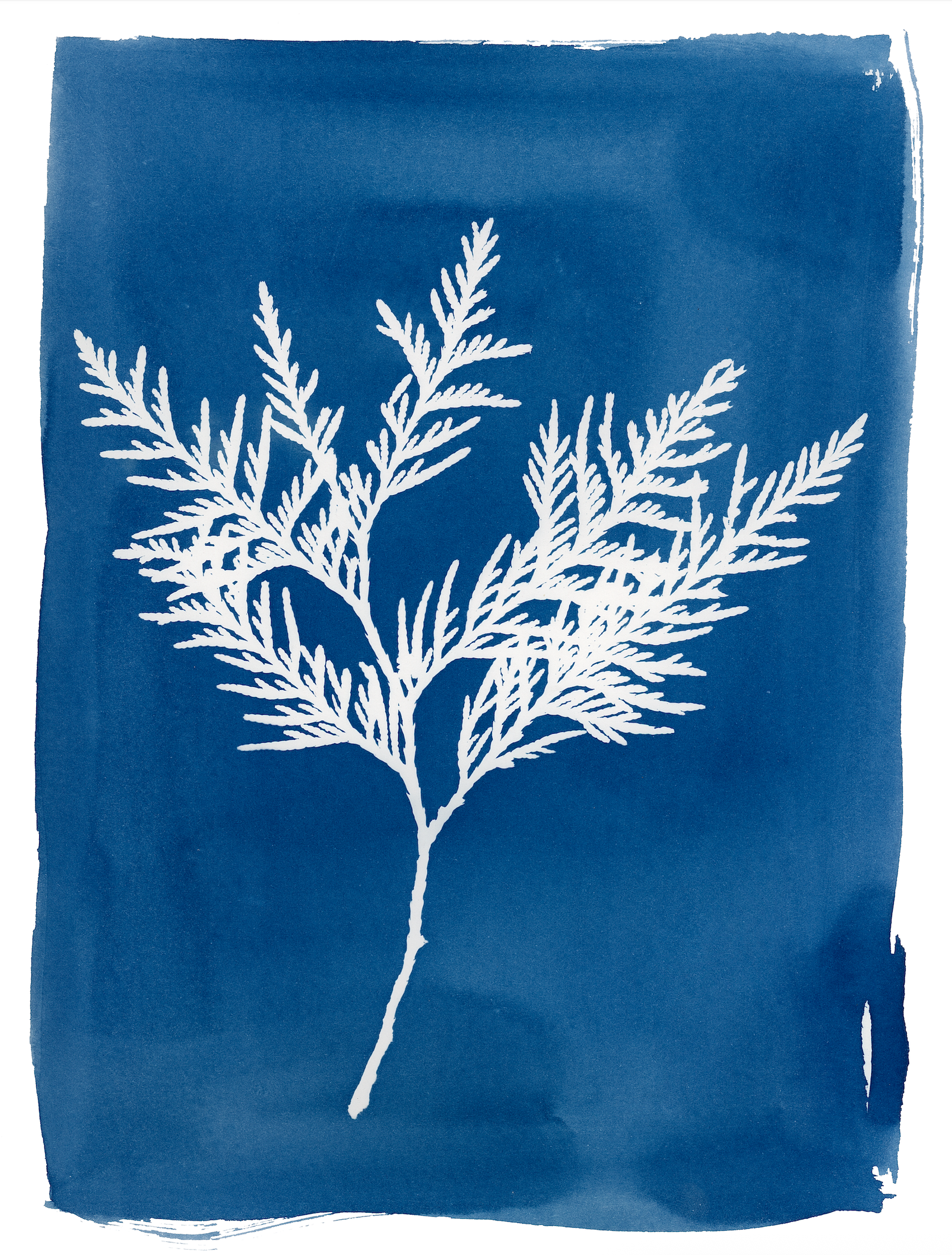 Cedar Cyanotype 9x12" Print