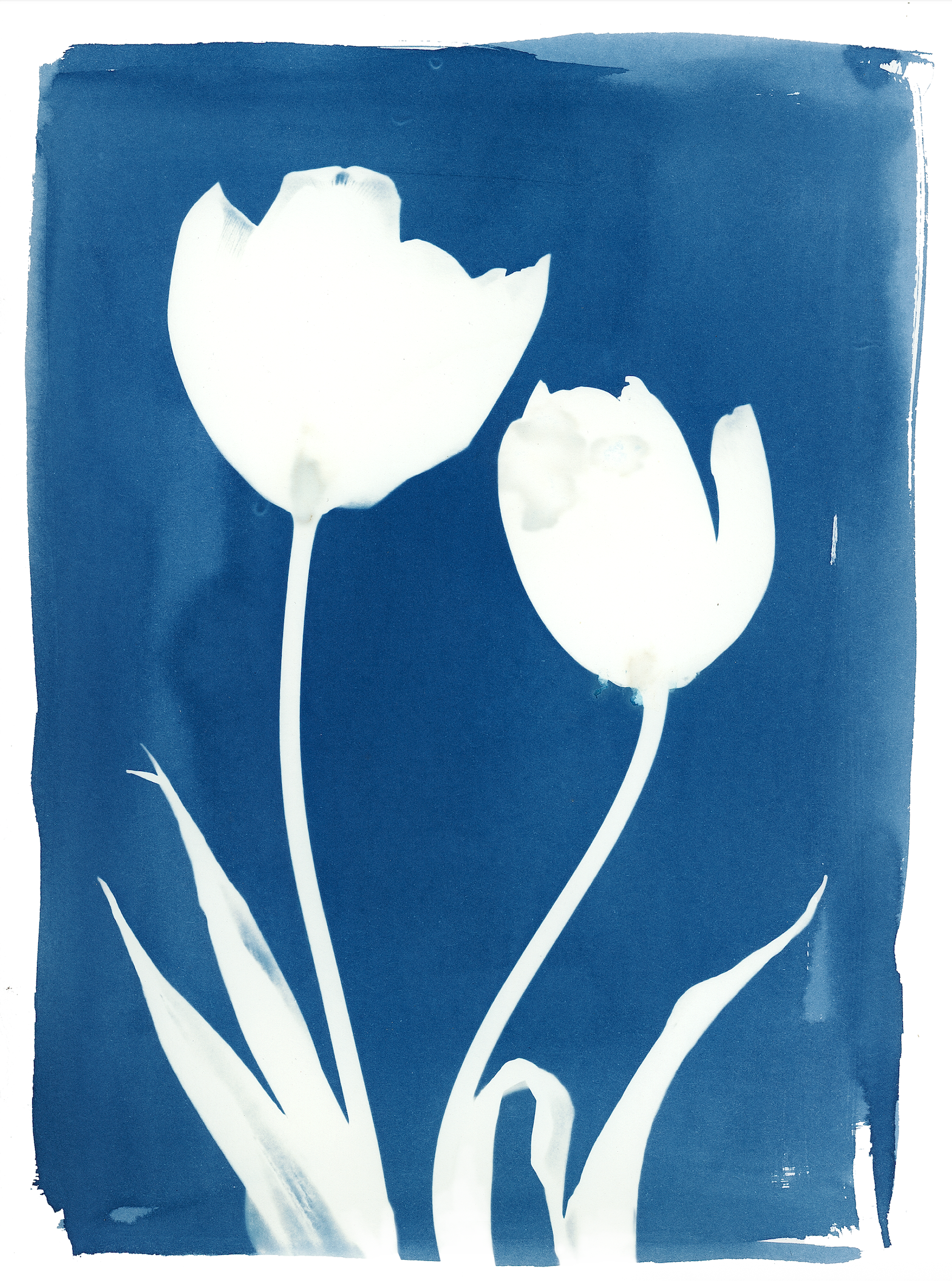 Tulip Cyanotype 9x12" Print