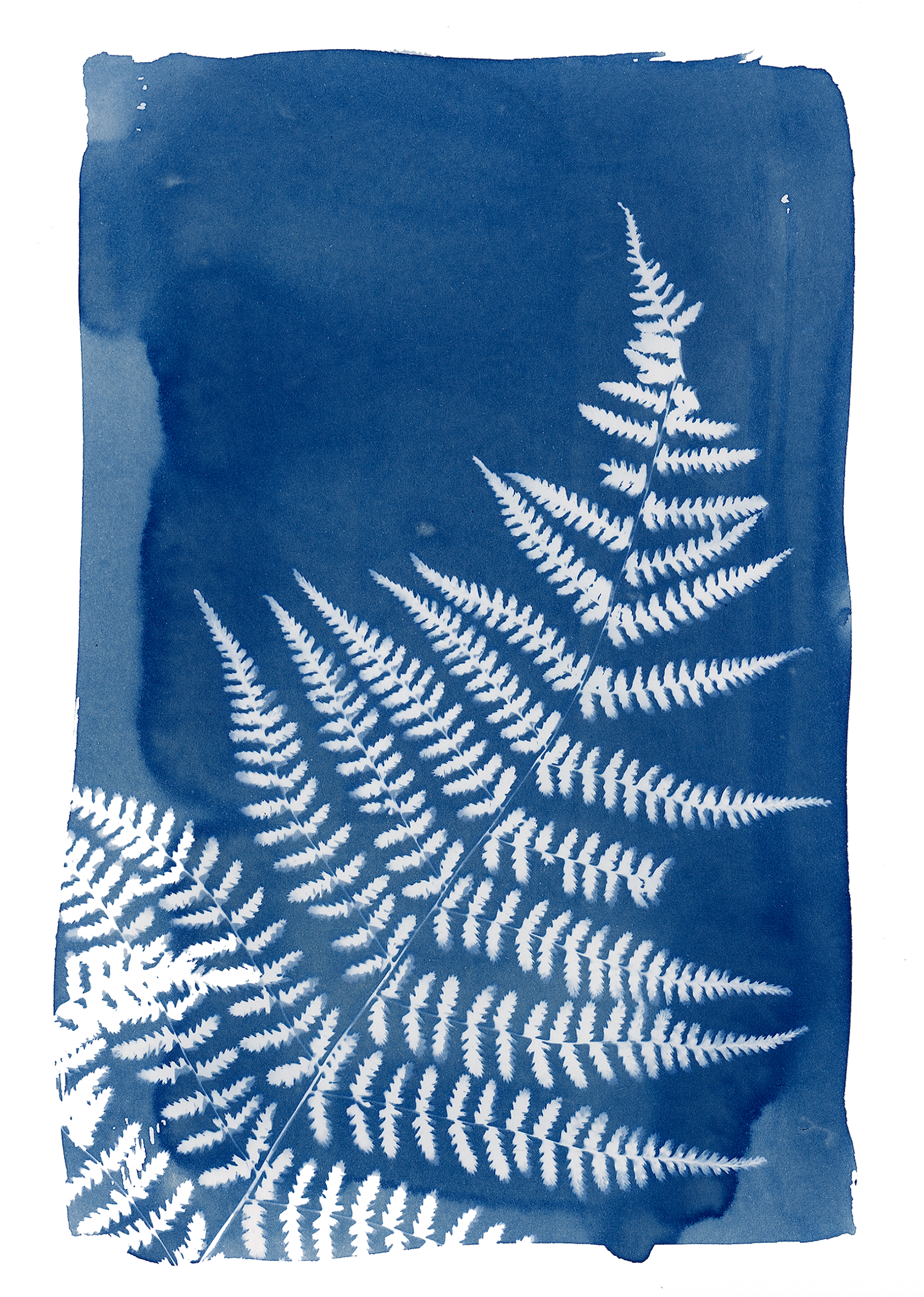 Fern Cyanotype 9x12" Print