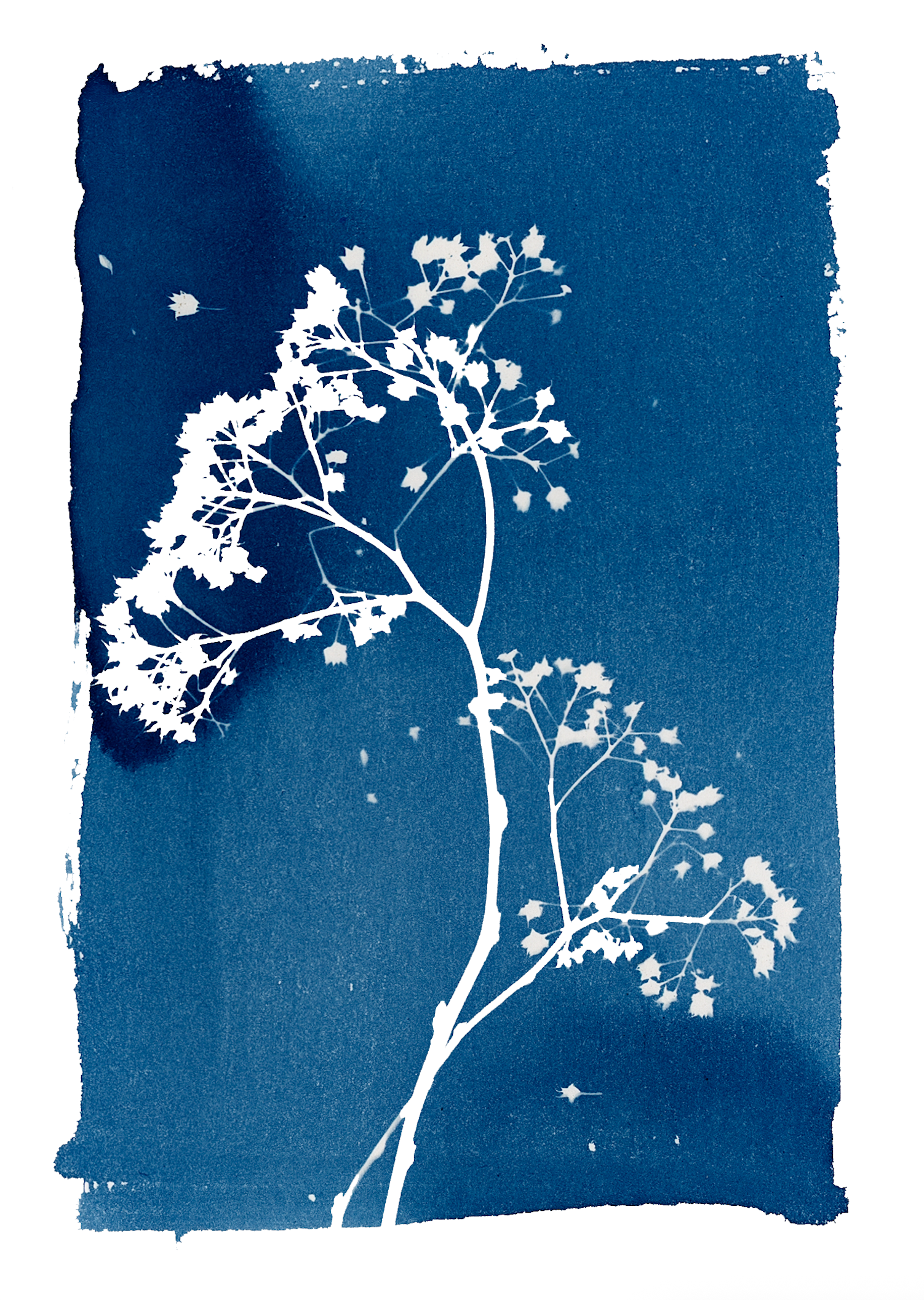 Baby's Breath 5x7.png