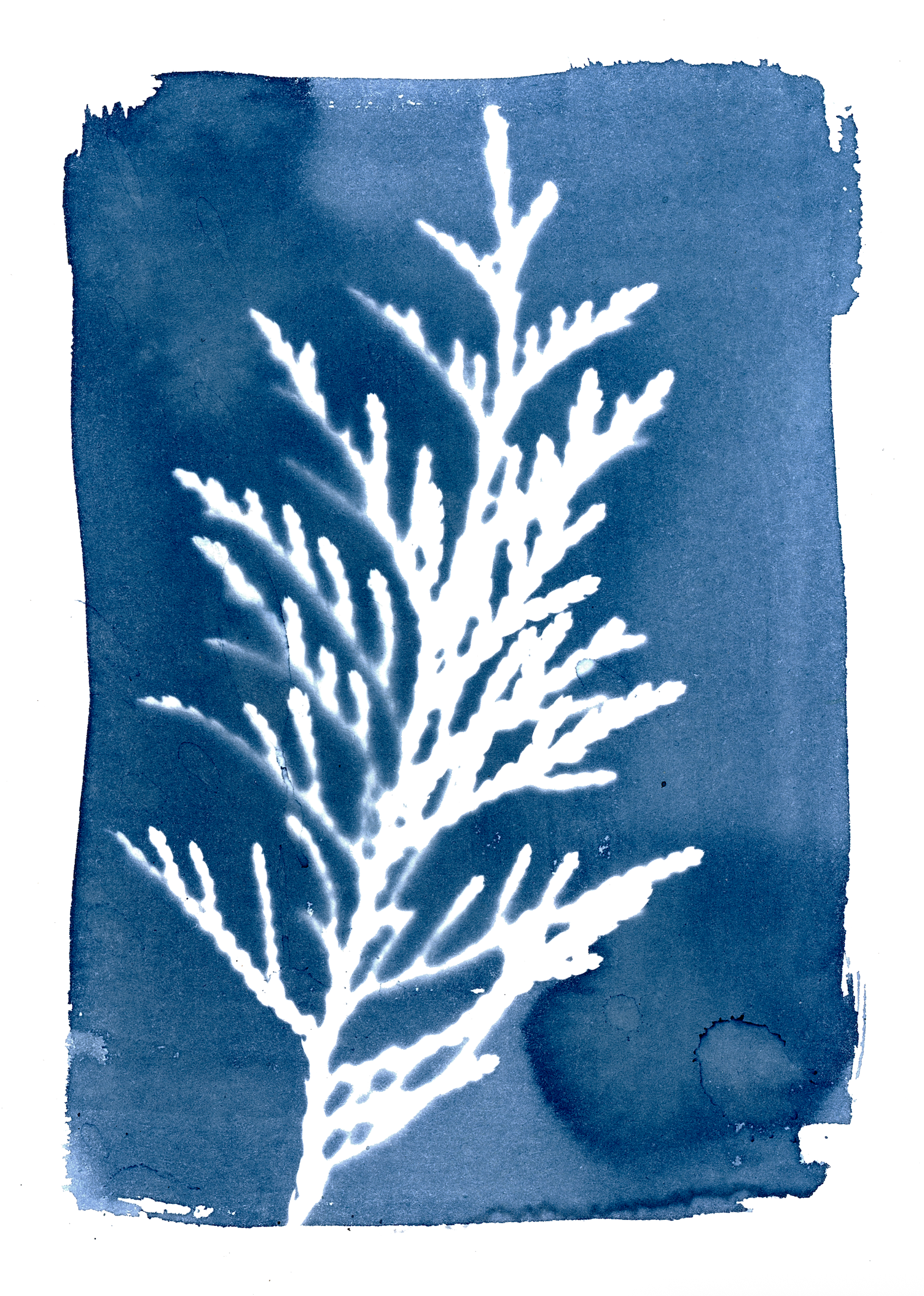 Cedar Cyanotype 5x7" Print