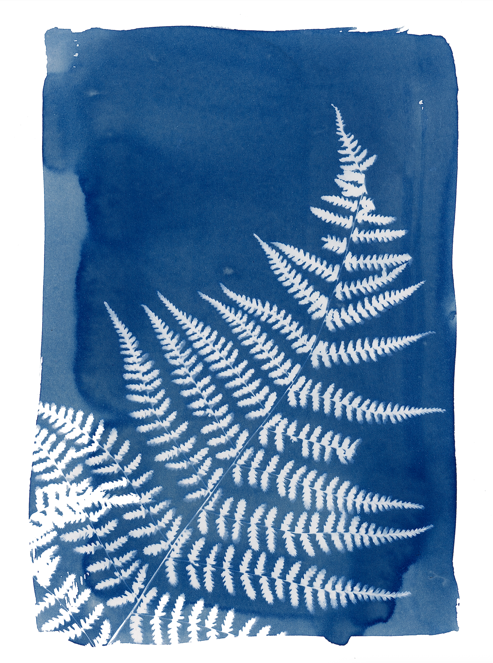 Fern Cyanotype 5x7" Print
