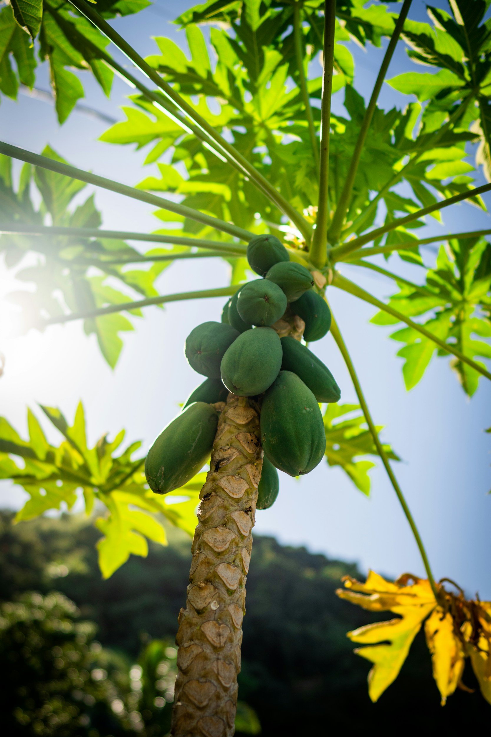 A developing papaya fruit hanging from a papaya tree with green leaves and blue sky background.