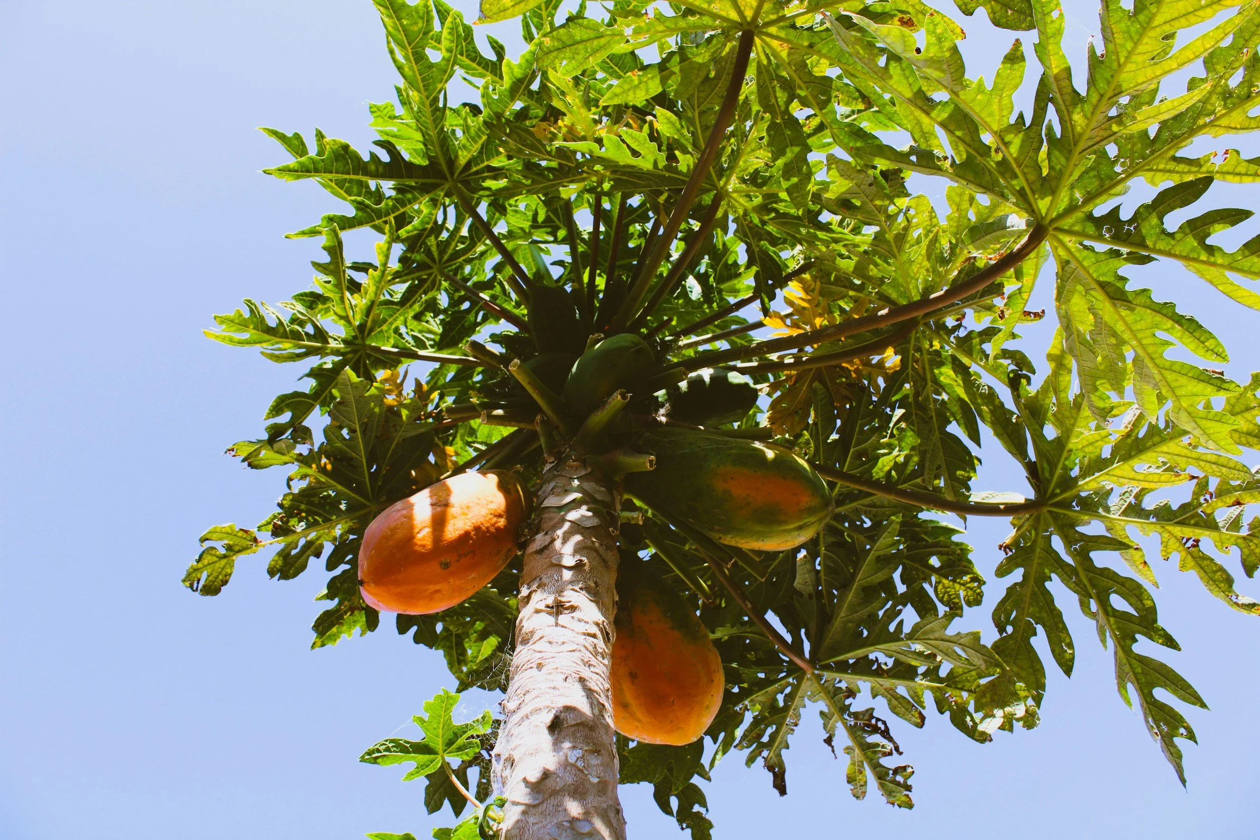 Looking up at a papaya tree with several ripening papayas hanging from the trunk against a clear blue sky.