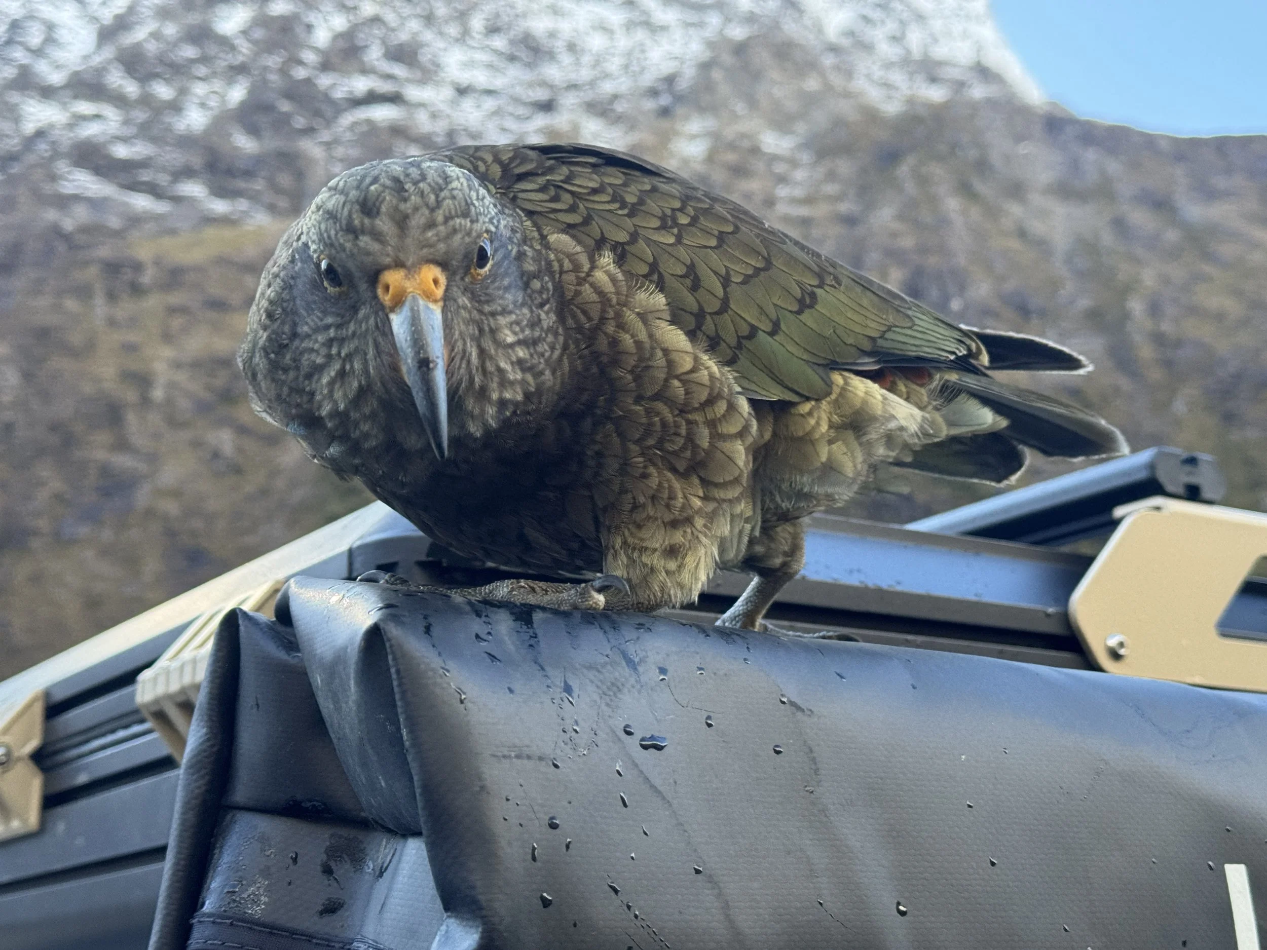 Close-up of a bird of prey, possibly a hawk, perched on a drone, with a blurred mountain landscape in the background.