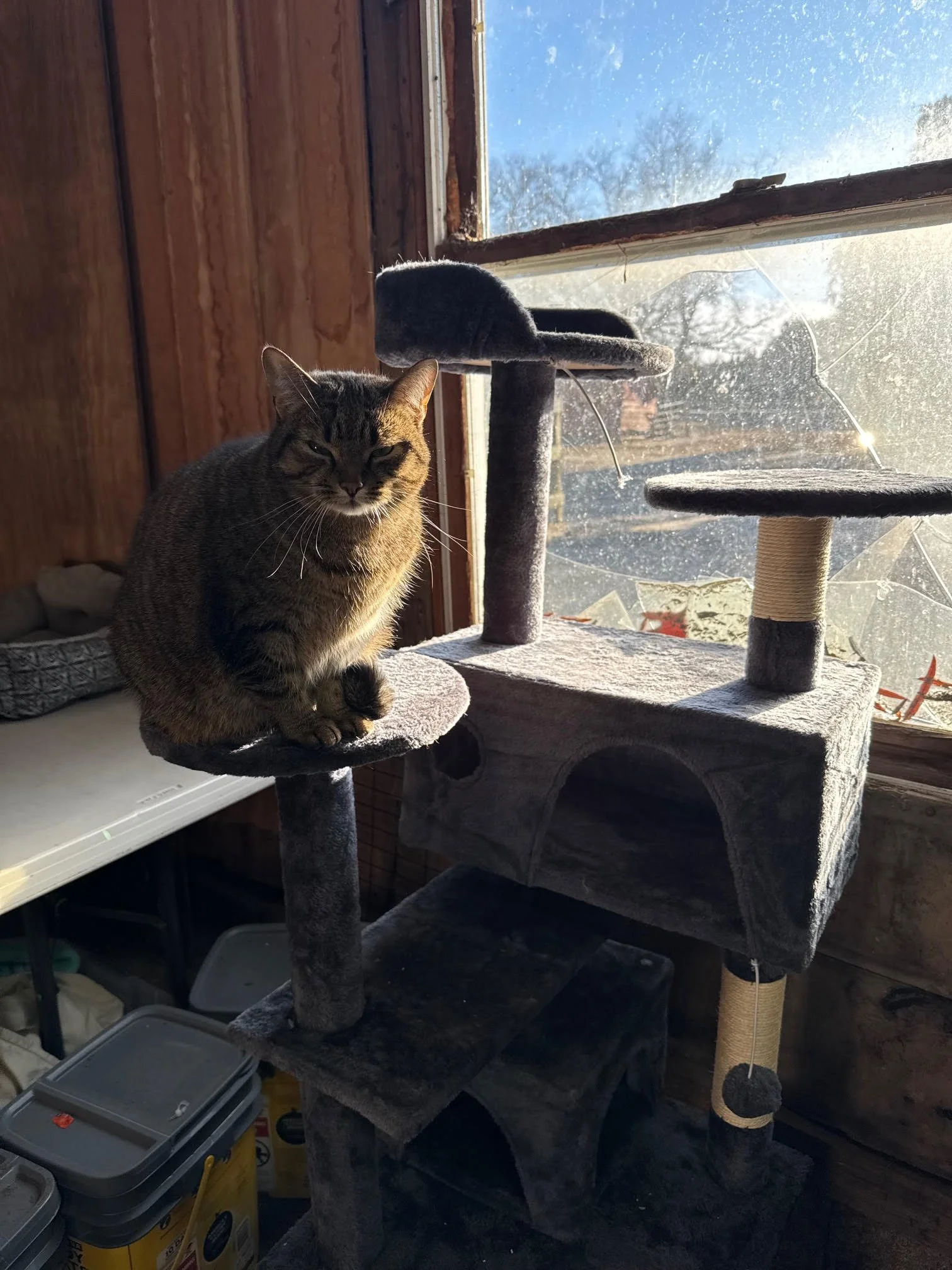 Welcome to Carn's Furever Cat Sanctuary: A Purrfect Haven for Unadoptable Cats