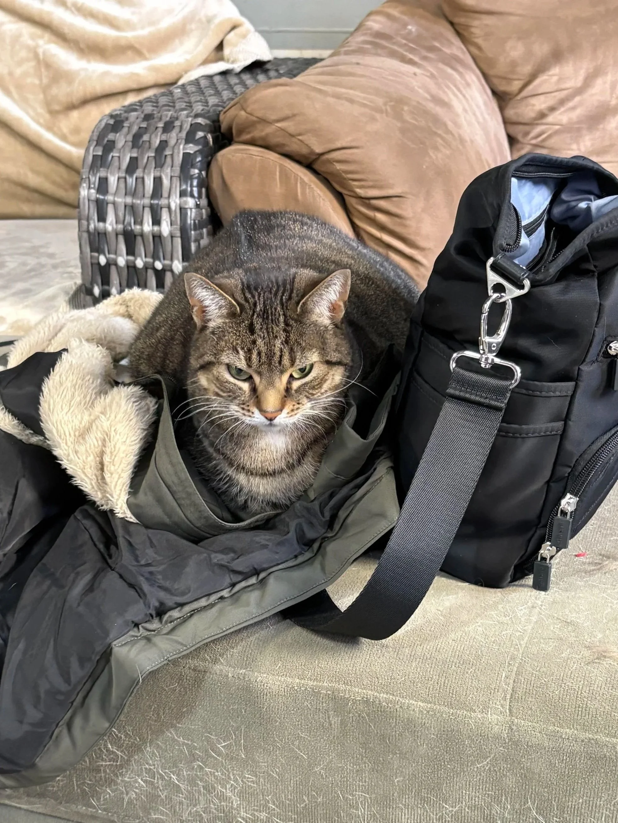 A tabby cat with green eyes resting on an open shoe bag next to a black backpack on a beige sofa.