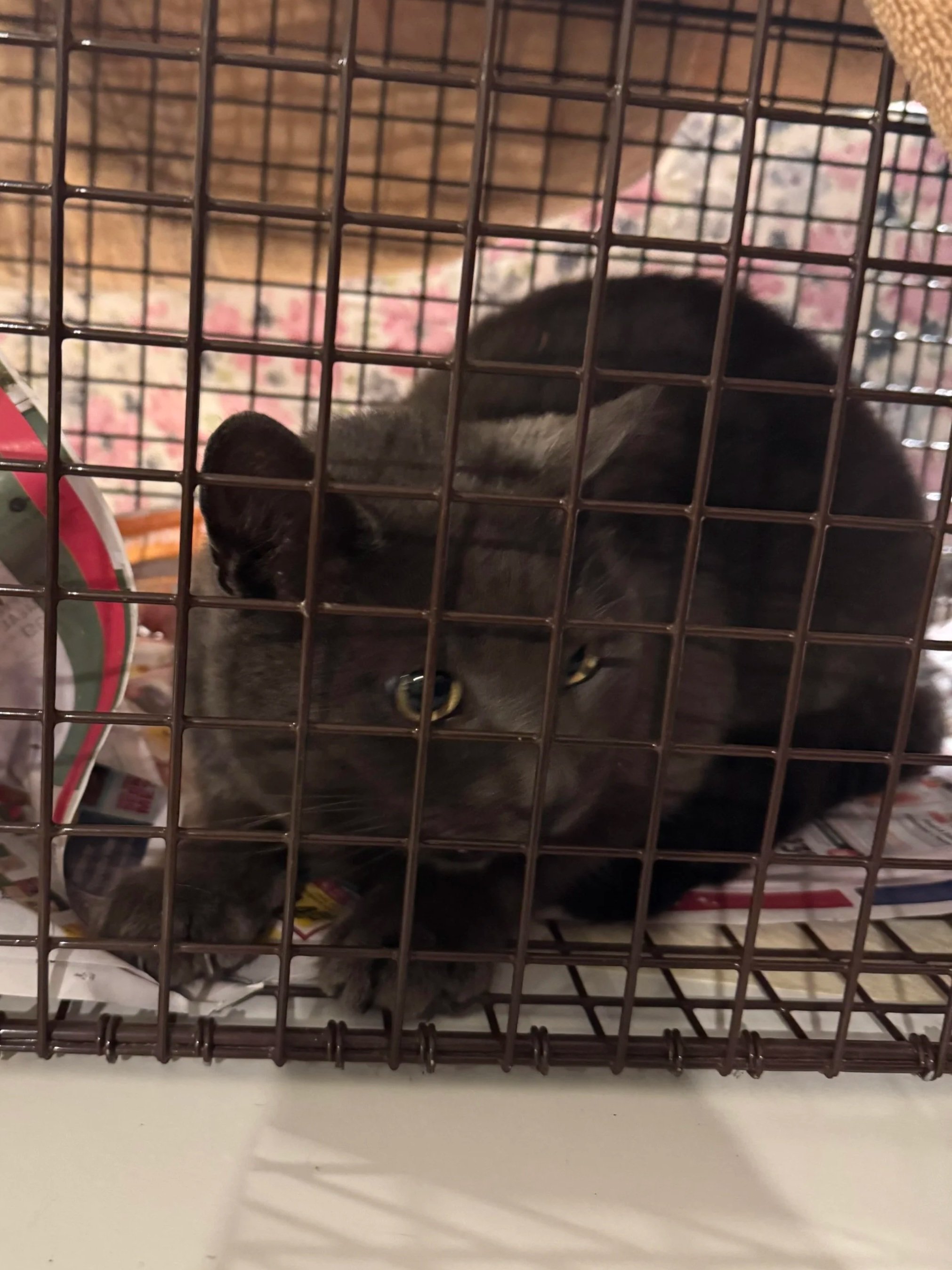 A gray cat with yellow eyes inside a brown wire cage, looking out through a cage..