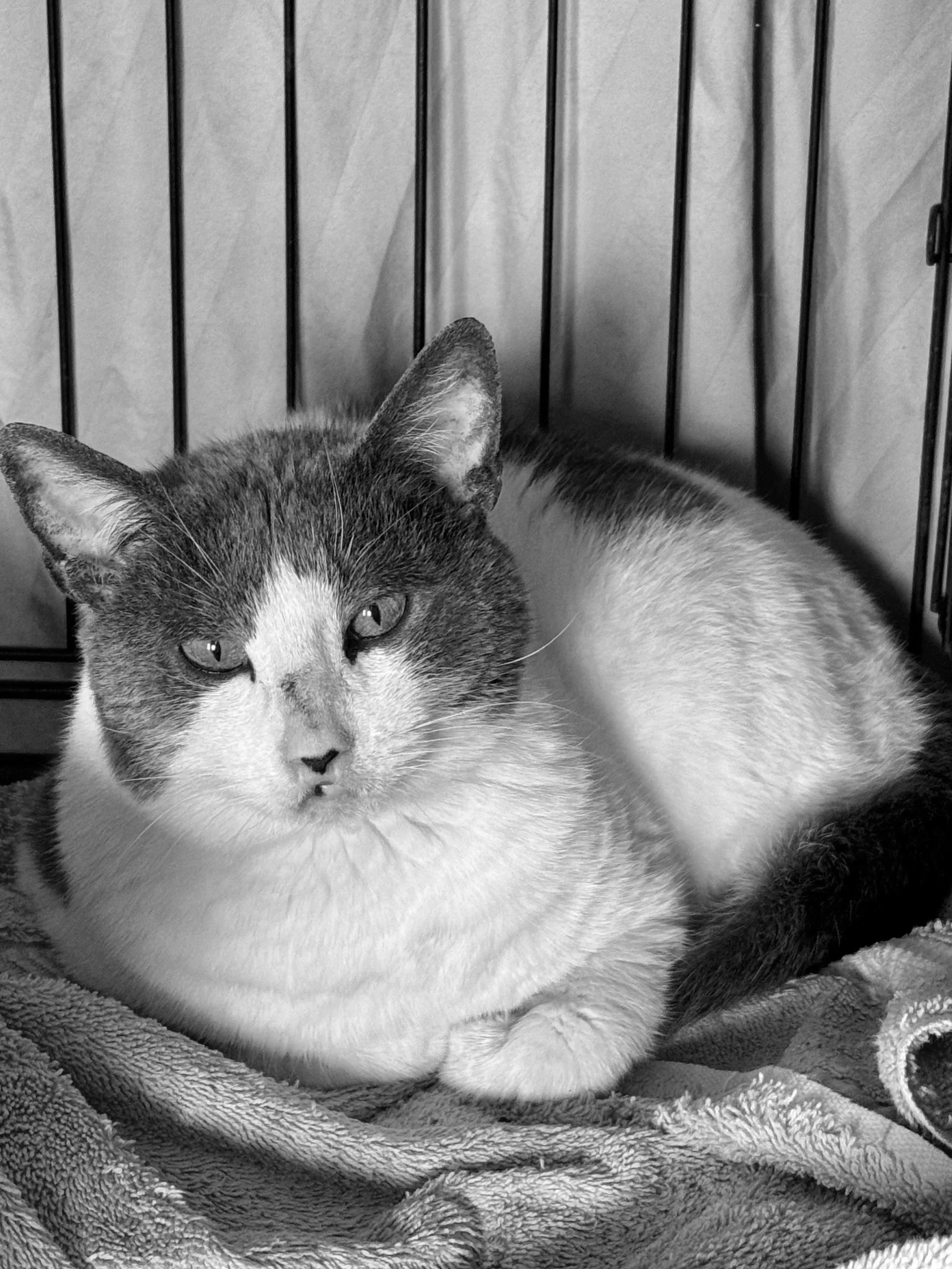 Remembering Winter: A Tribute to Our Beloved Feral Friend