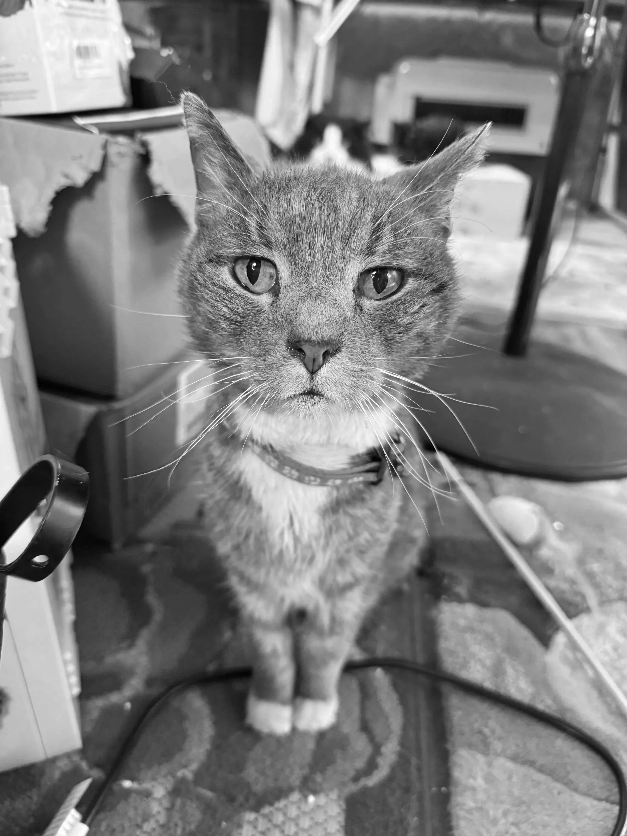 Smokey (RIP)