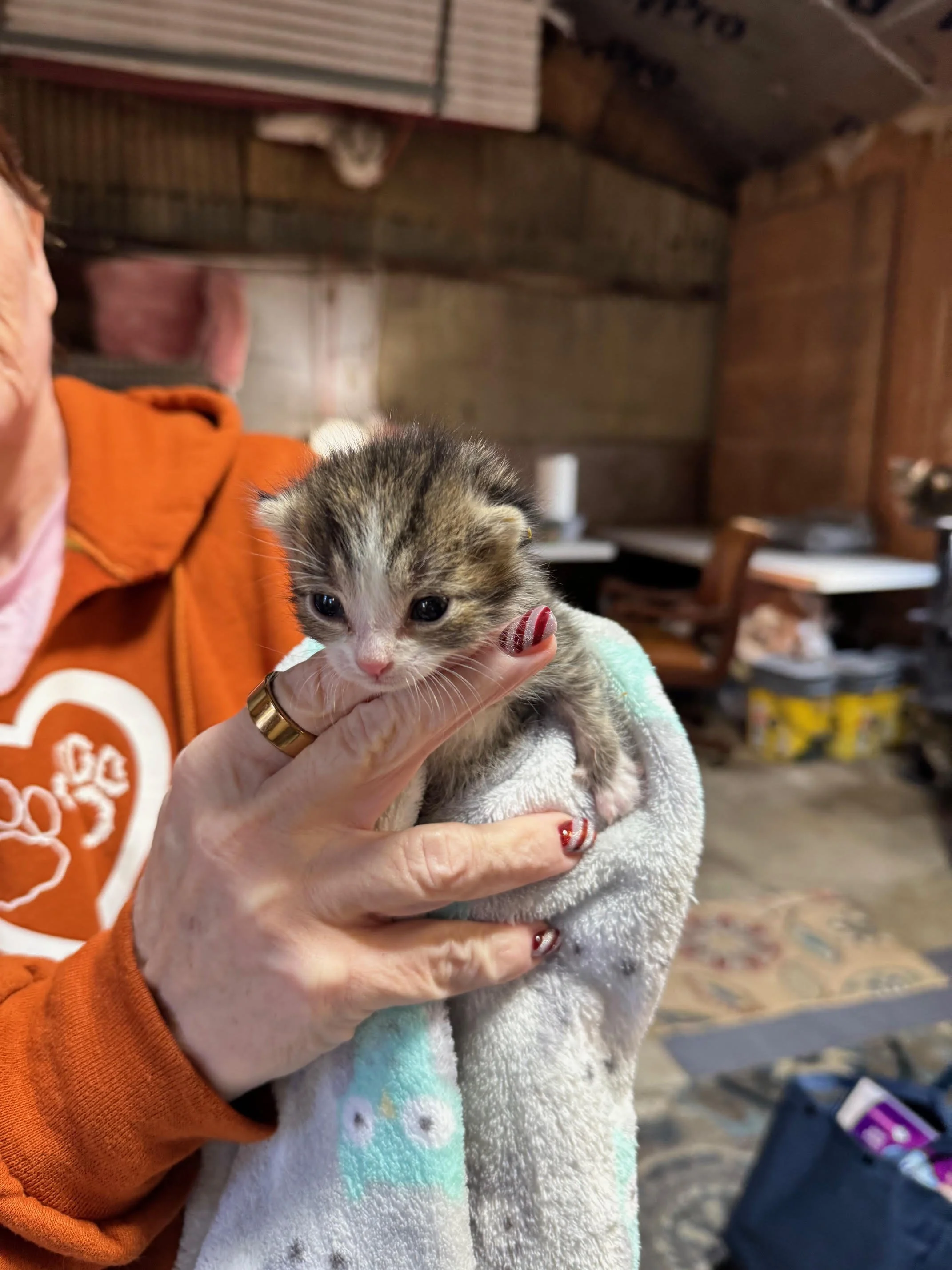Person holding a tiny tabby kitten wrapped in a blanket inside a rustic room.