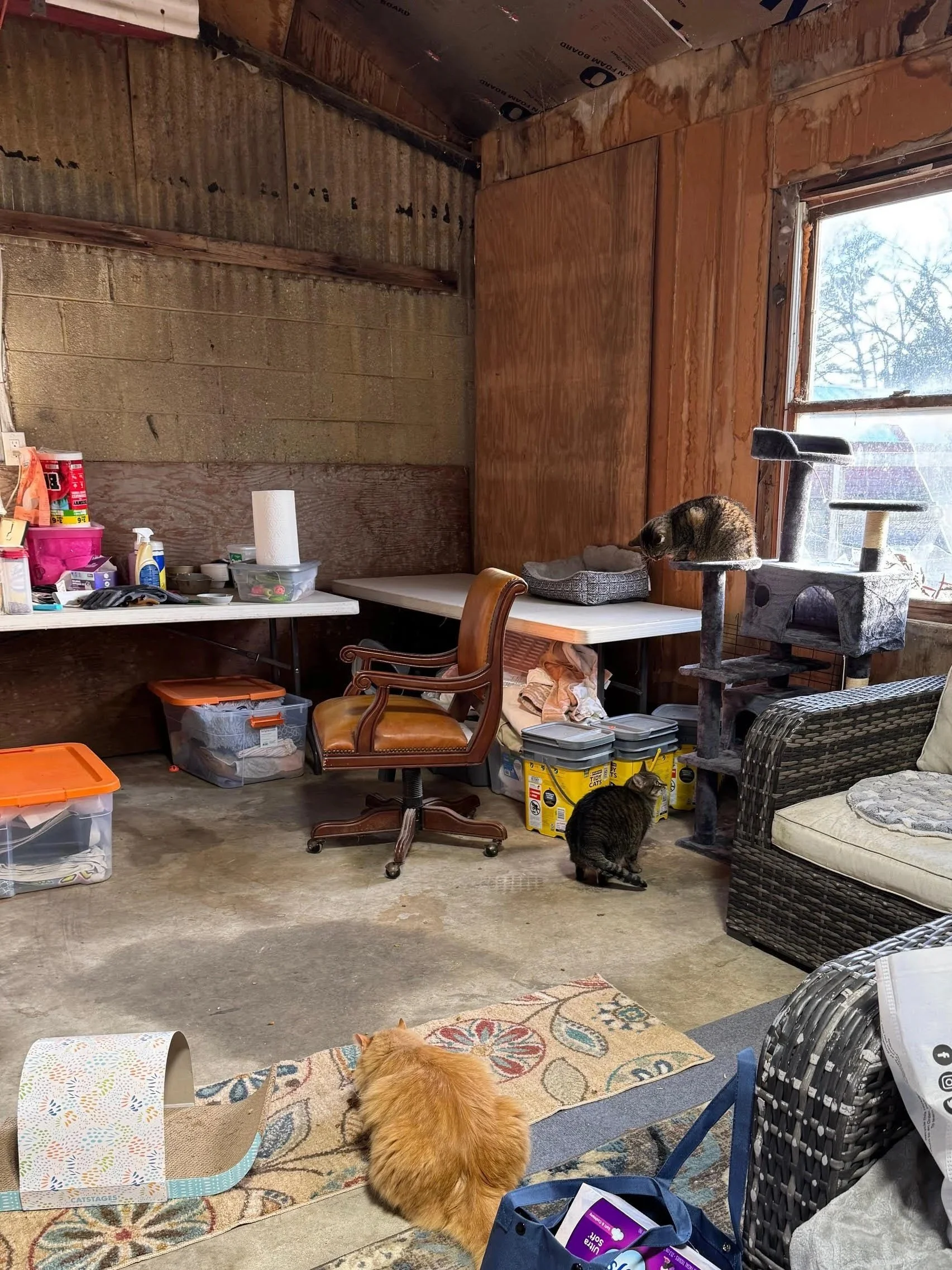 A  garage or workshop with cats, a wooden chair, a cat tree, and storage containers. There are three cats: one orange on the floor, one dark striped on the cat tree, and one gray in a basket. A window shows an outdoor scene with trees.