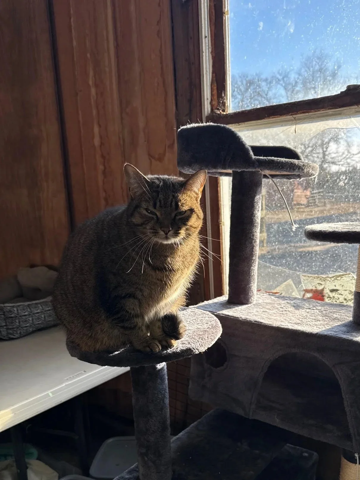 A tabby cat sitting on a gray perch of a cat tree near a window with blue sky and trees outside.
