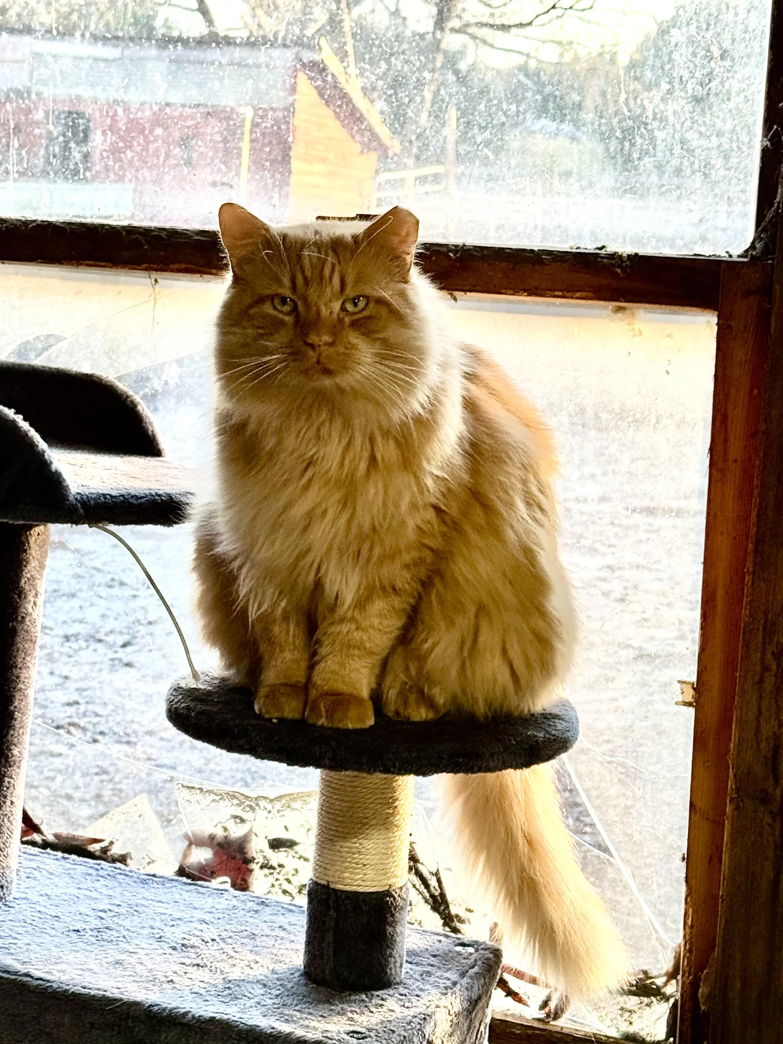 An orange fluffy cat sitting on a black carpeted platform of a scratching post near a window, with a slightly serious expression and yellowish-green eyes.