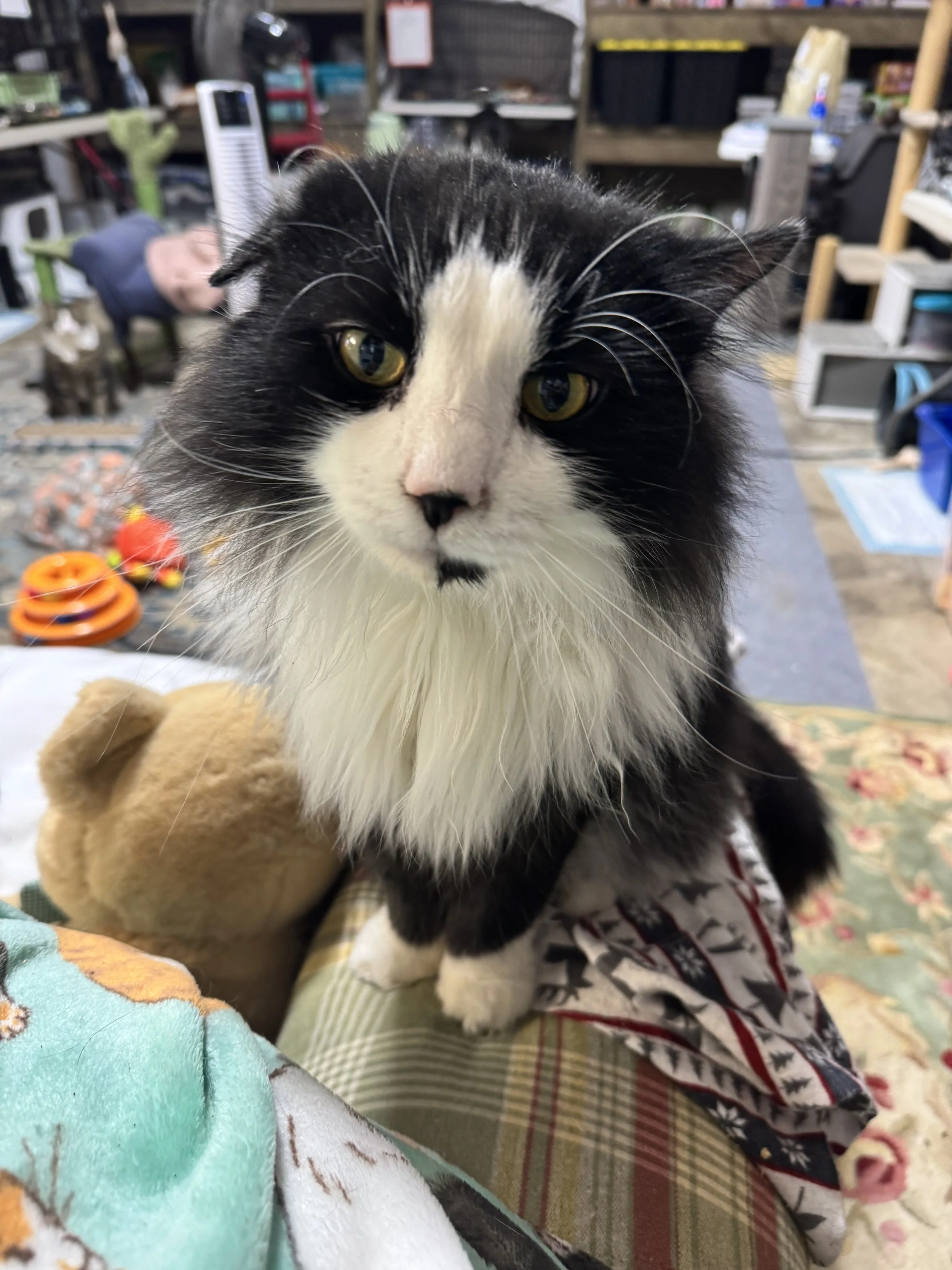 Mr. Binx