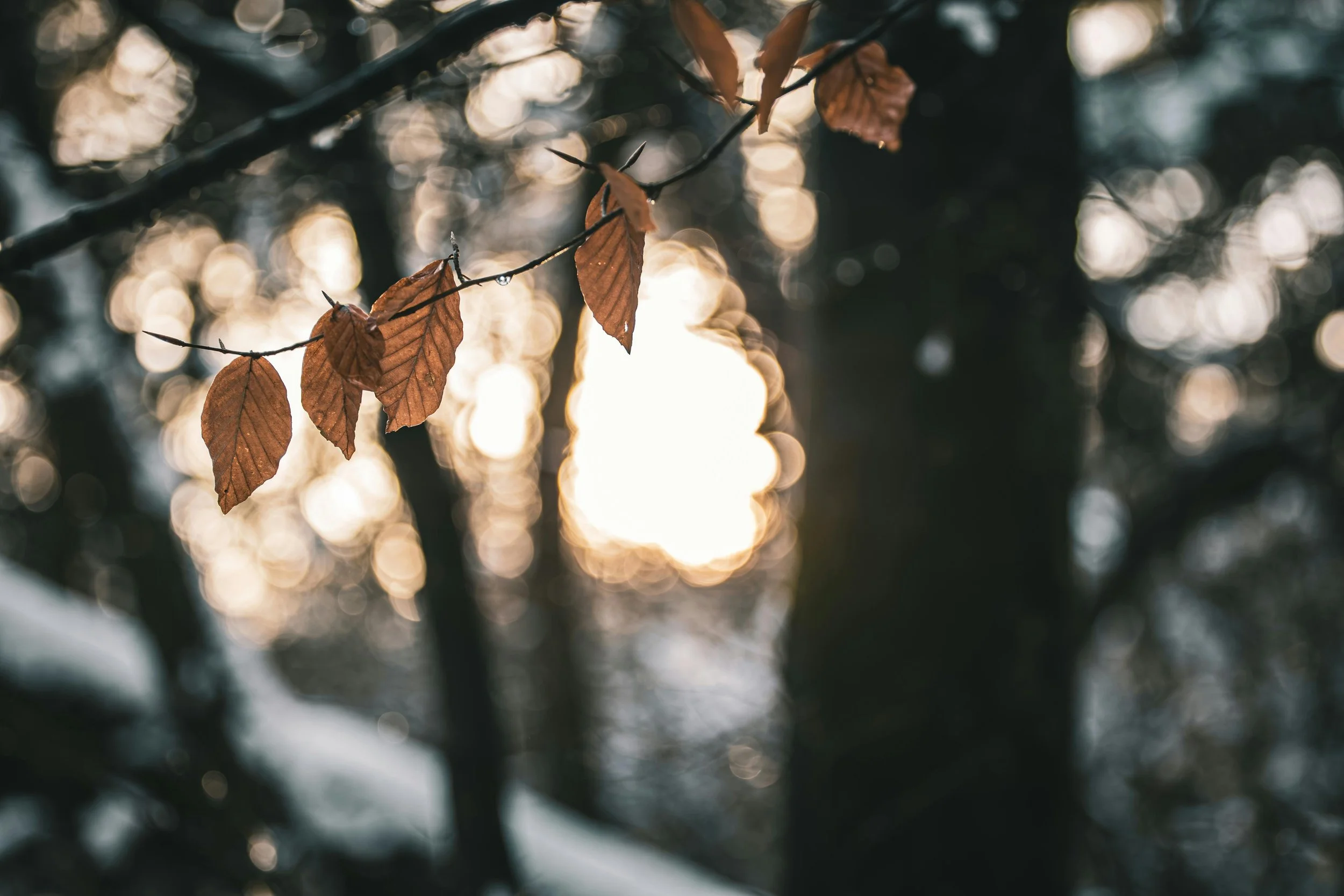 Close-up of withered brown autumn leaves on a tree branch with blurred sunlight and dark tree trunks in the background.