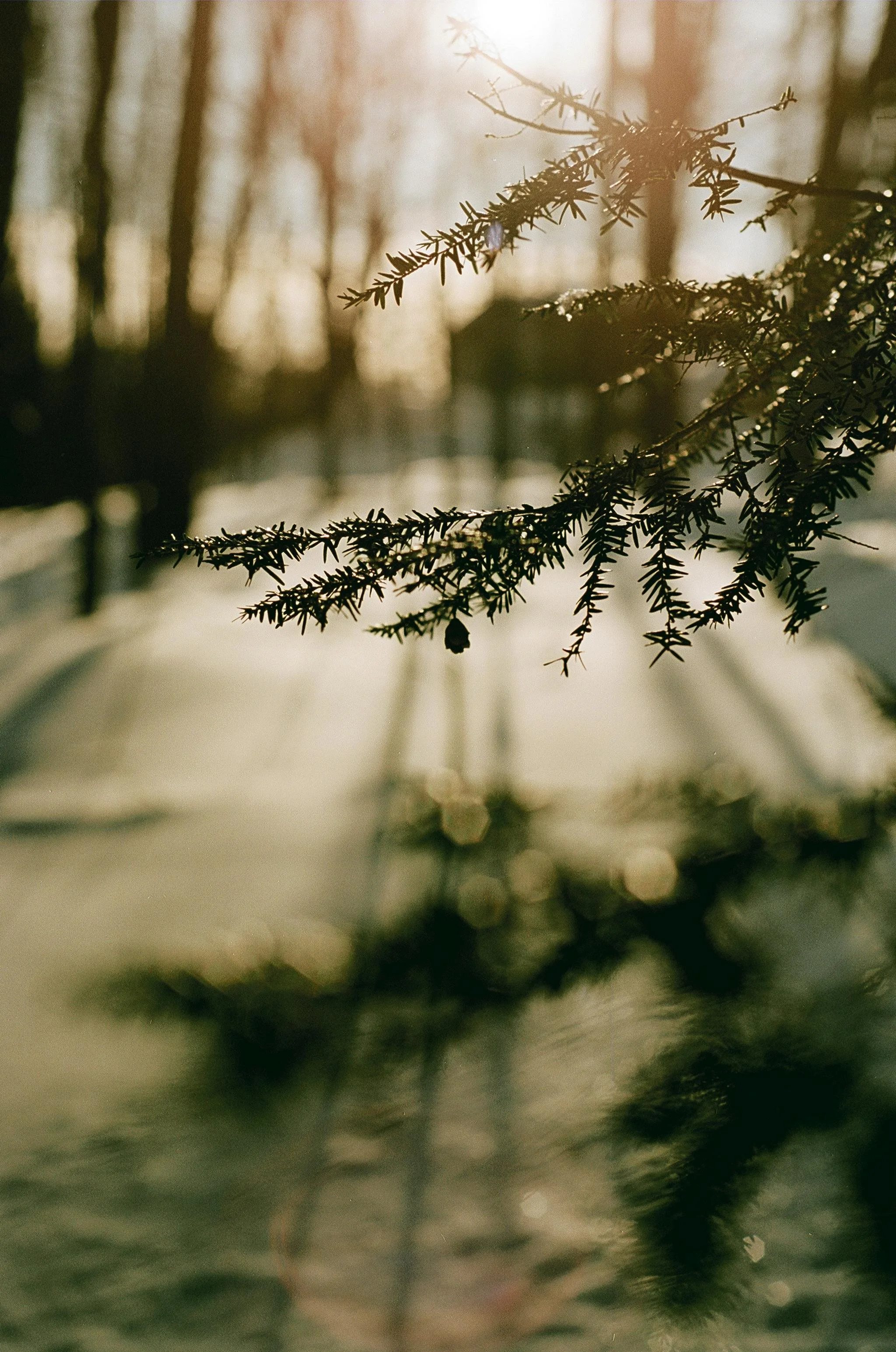 Close-up of an evergreen branch with sunlight filtering through in the background, winter scene.