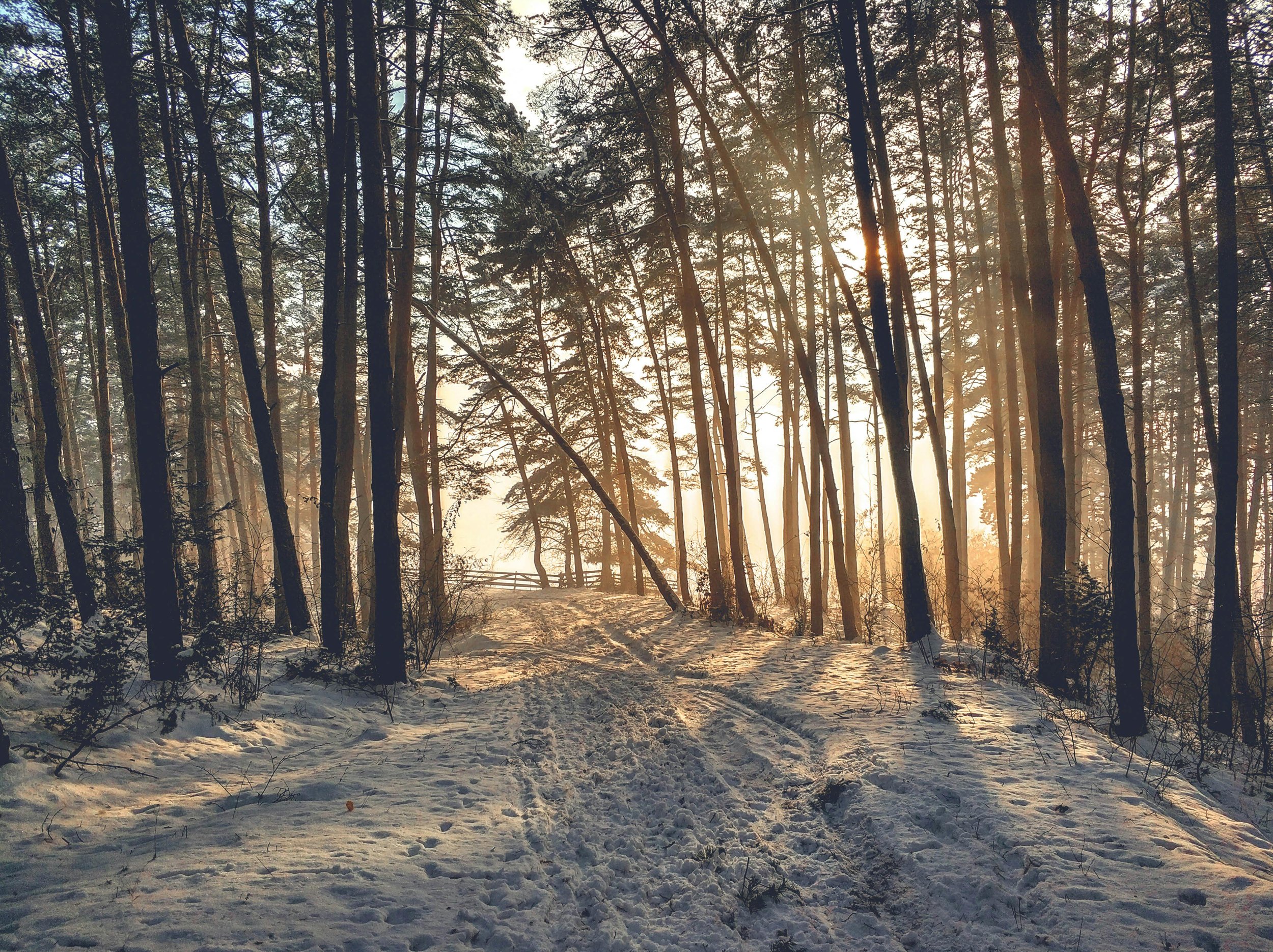 Snow-covered trail in a forest with tall trees and the sun shining through, creating a warm glow.