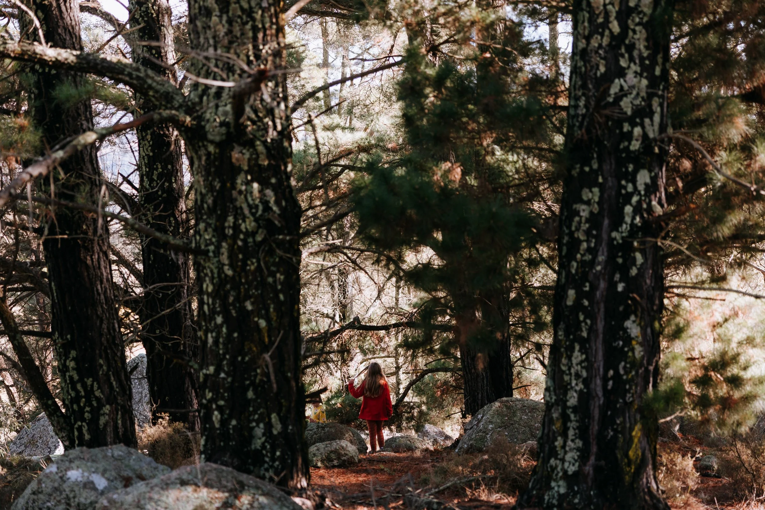 A woman in a red coat walking through a forest with tall pine trees and large rocks.