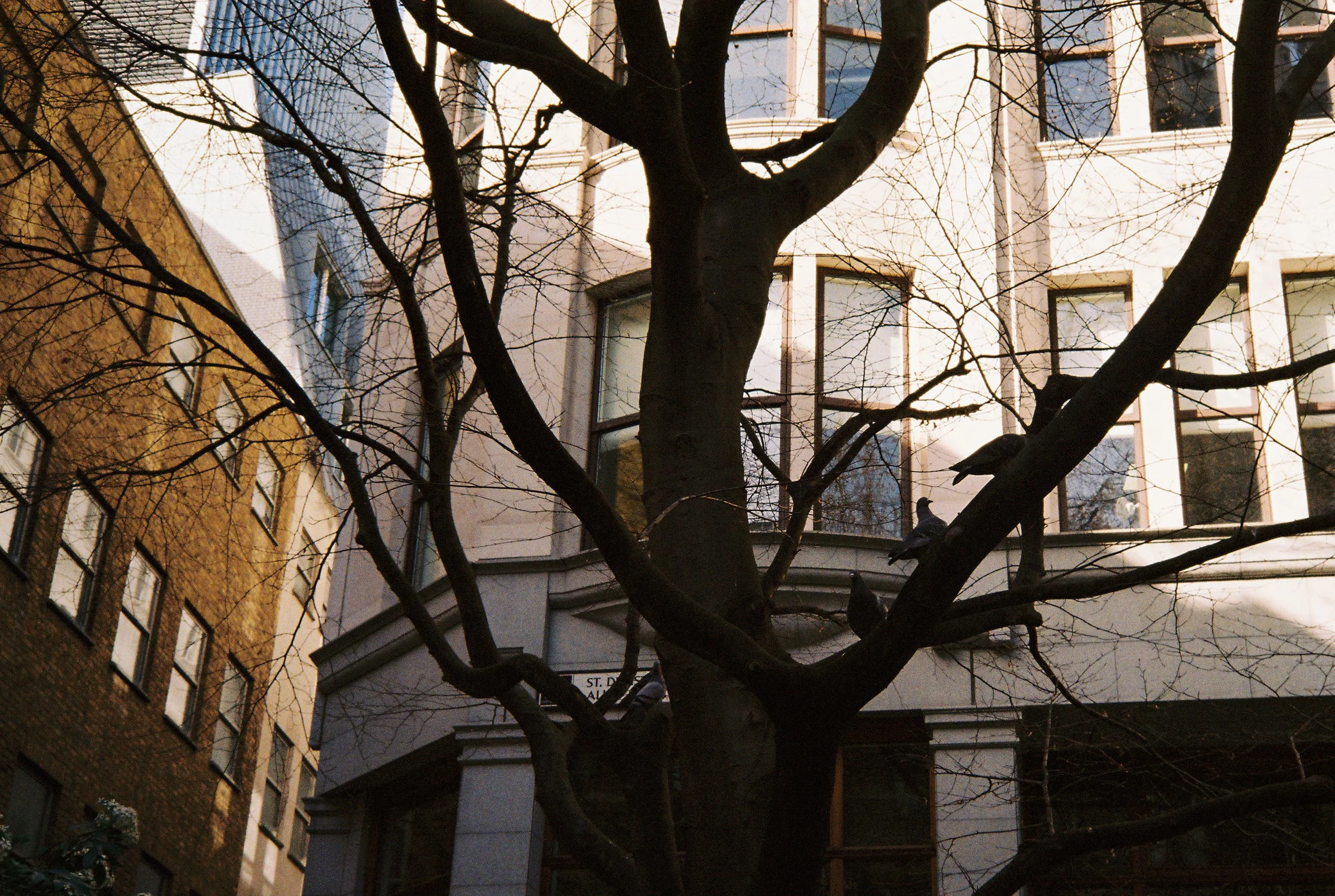 A leafless tree with dark branches in front of a building with large windows and a sign that reads 'ST. DOROTHY ALLEY'.  Photographed by Julia Tran in London, United Kingdom. Photographed on 35mm film. 