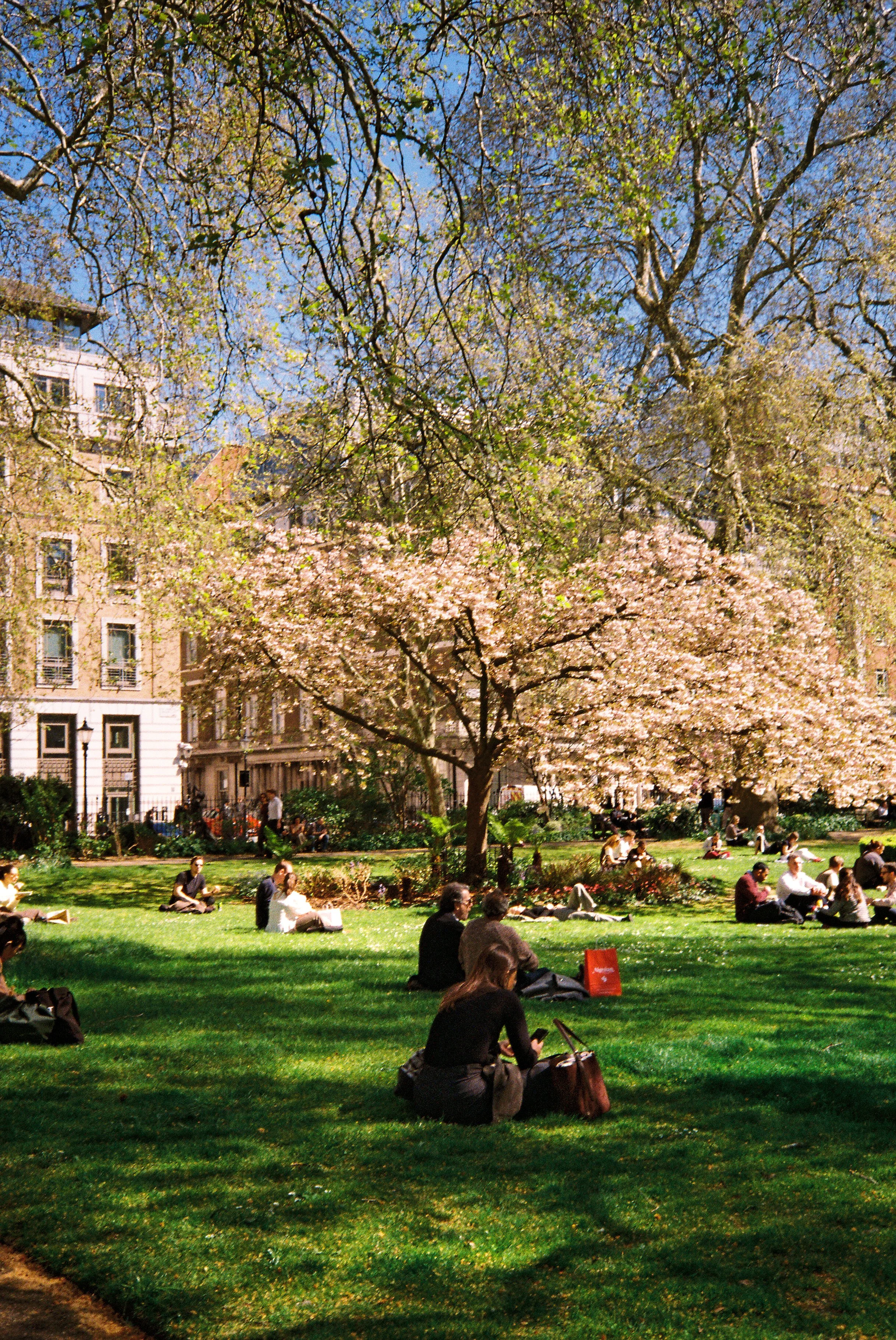 People sitting on a grassy park, under blooming trees, with buildings visible in the background on a sunny day.  Photographed by Julia Tran in London, United Kingdom. Photographed on 35mm film. 