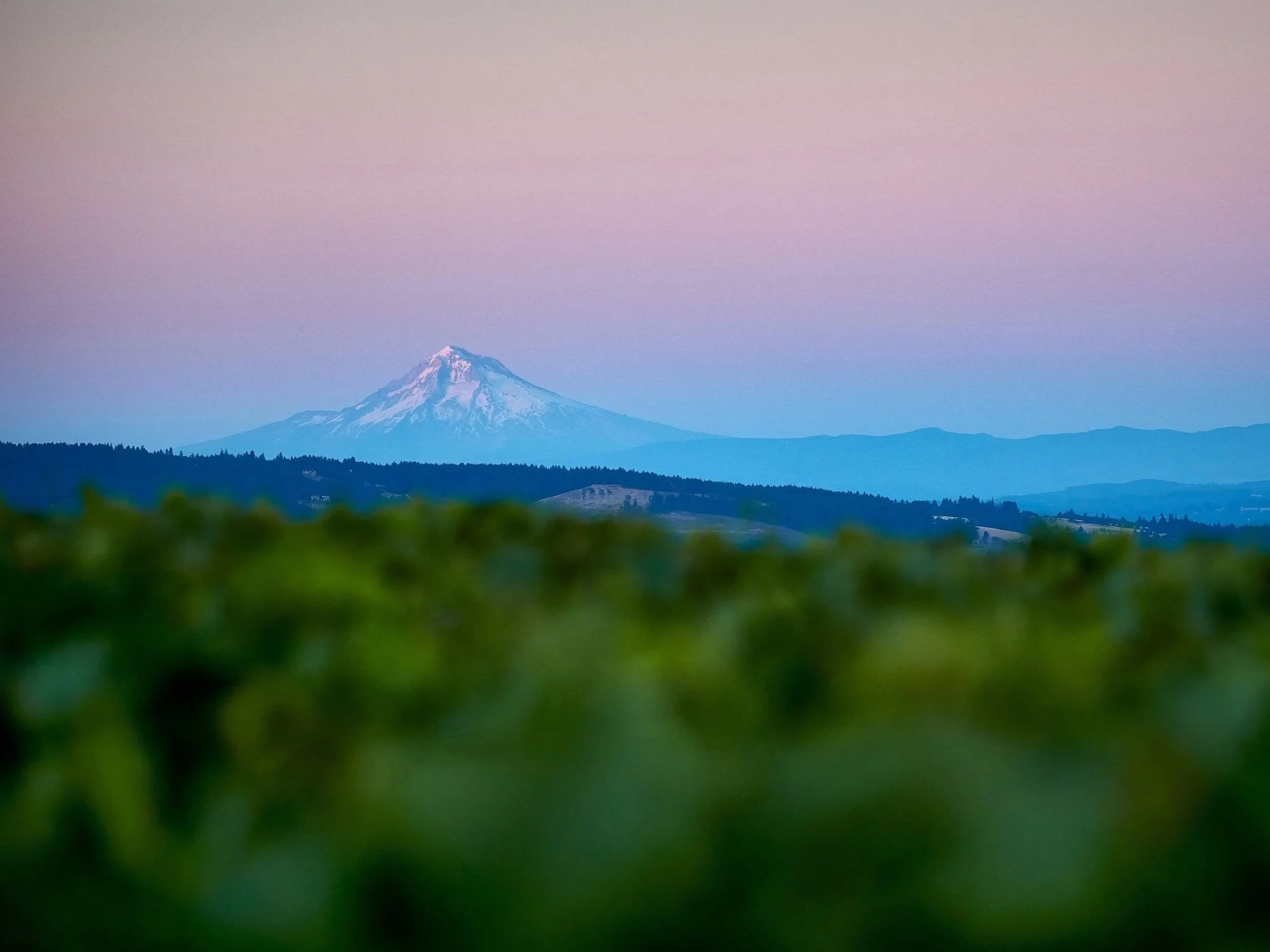 Domaine+Drouhin+Oregon_4.jpg