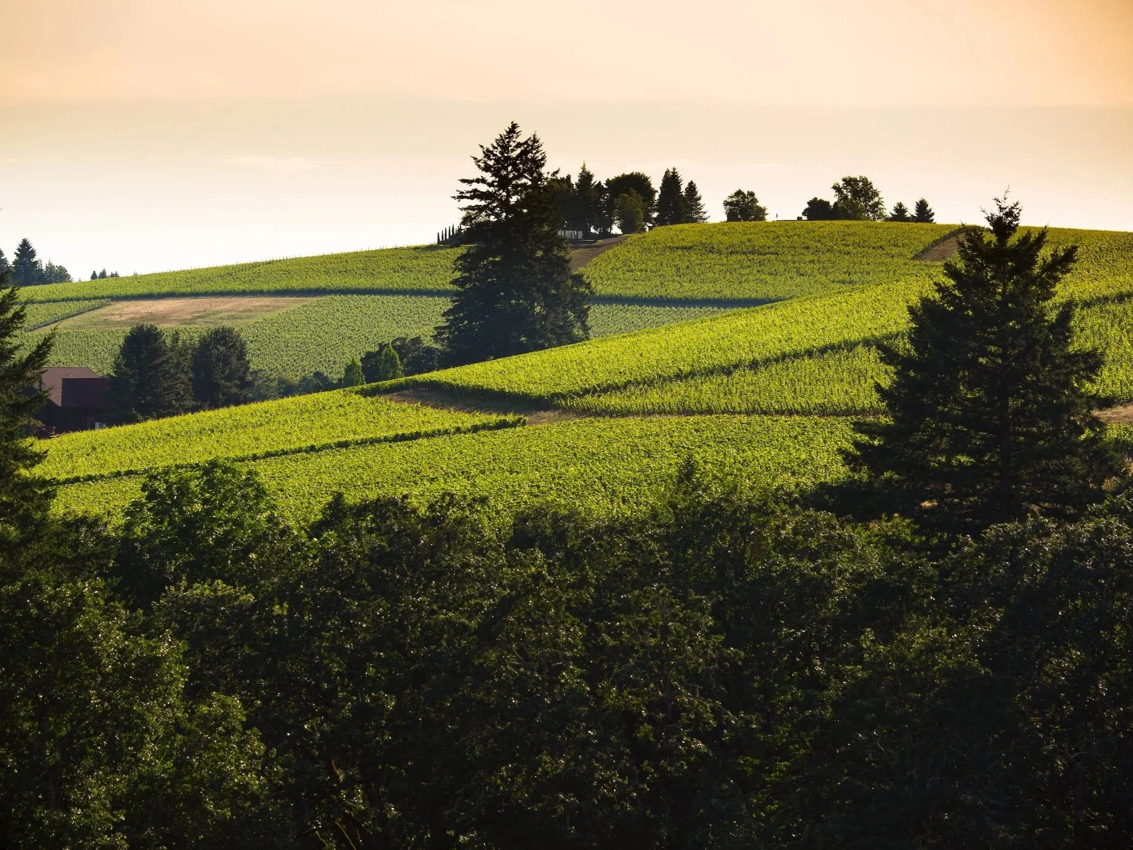 Domaine+Drouhin+Oregon_11.jpg