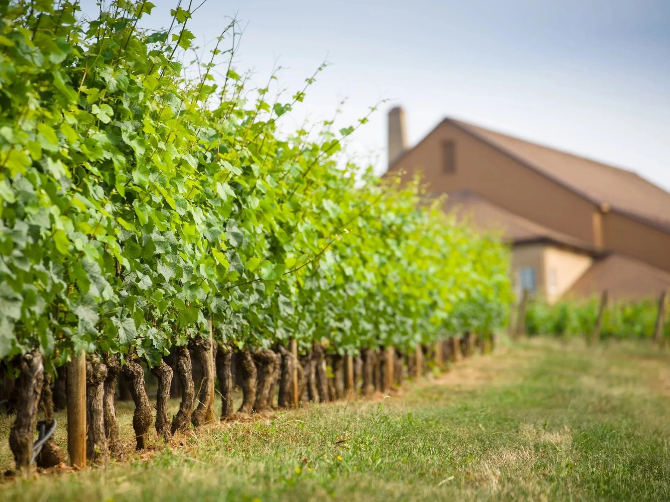 Domaine+Drouhin+Oregon_12.jpg