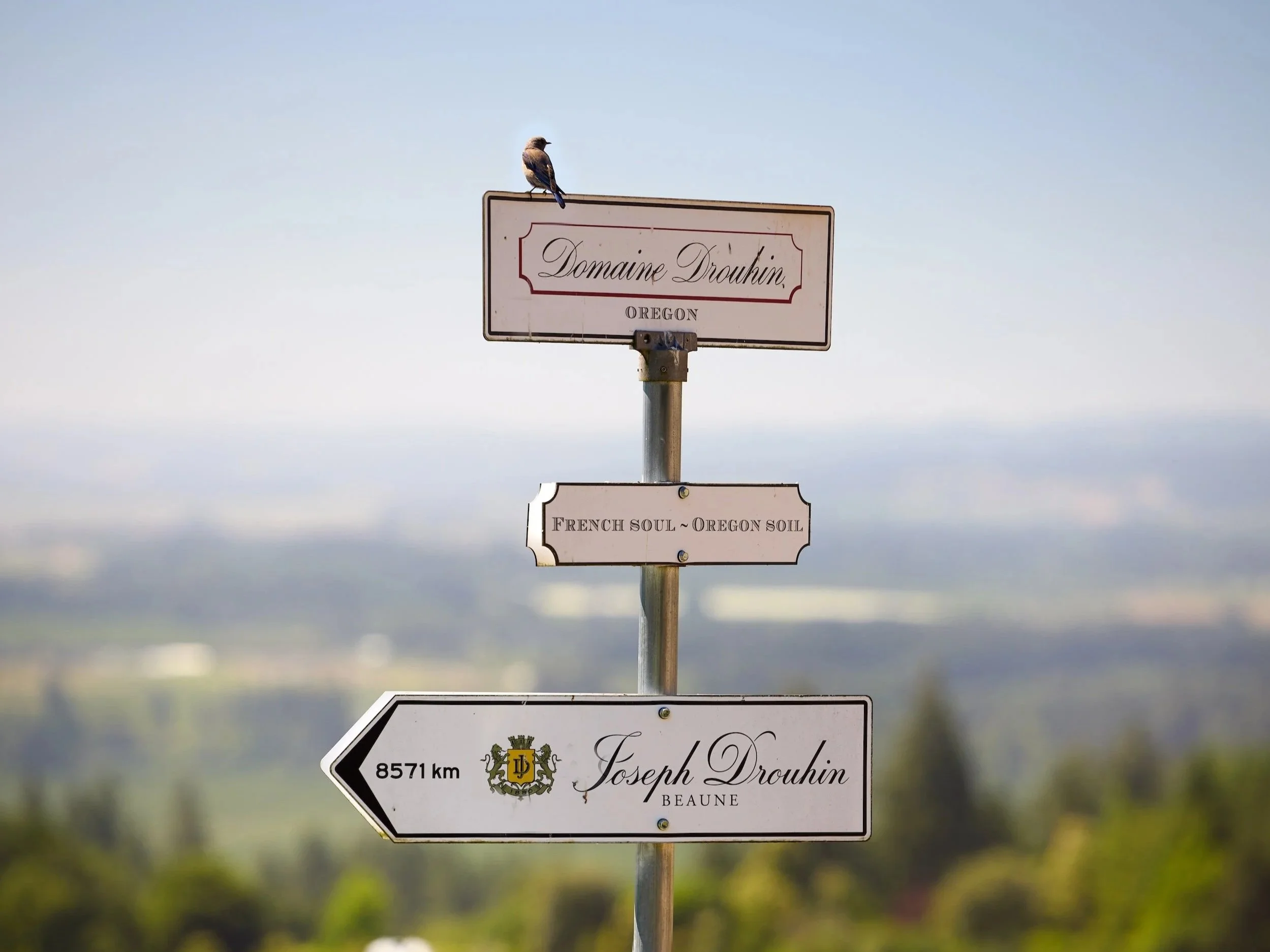 Domaine+Drouhin+Oregon_14.jpg